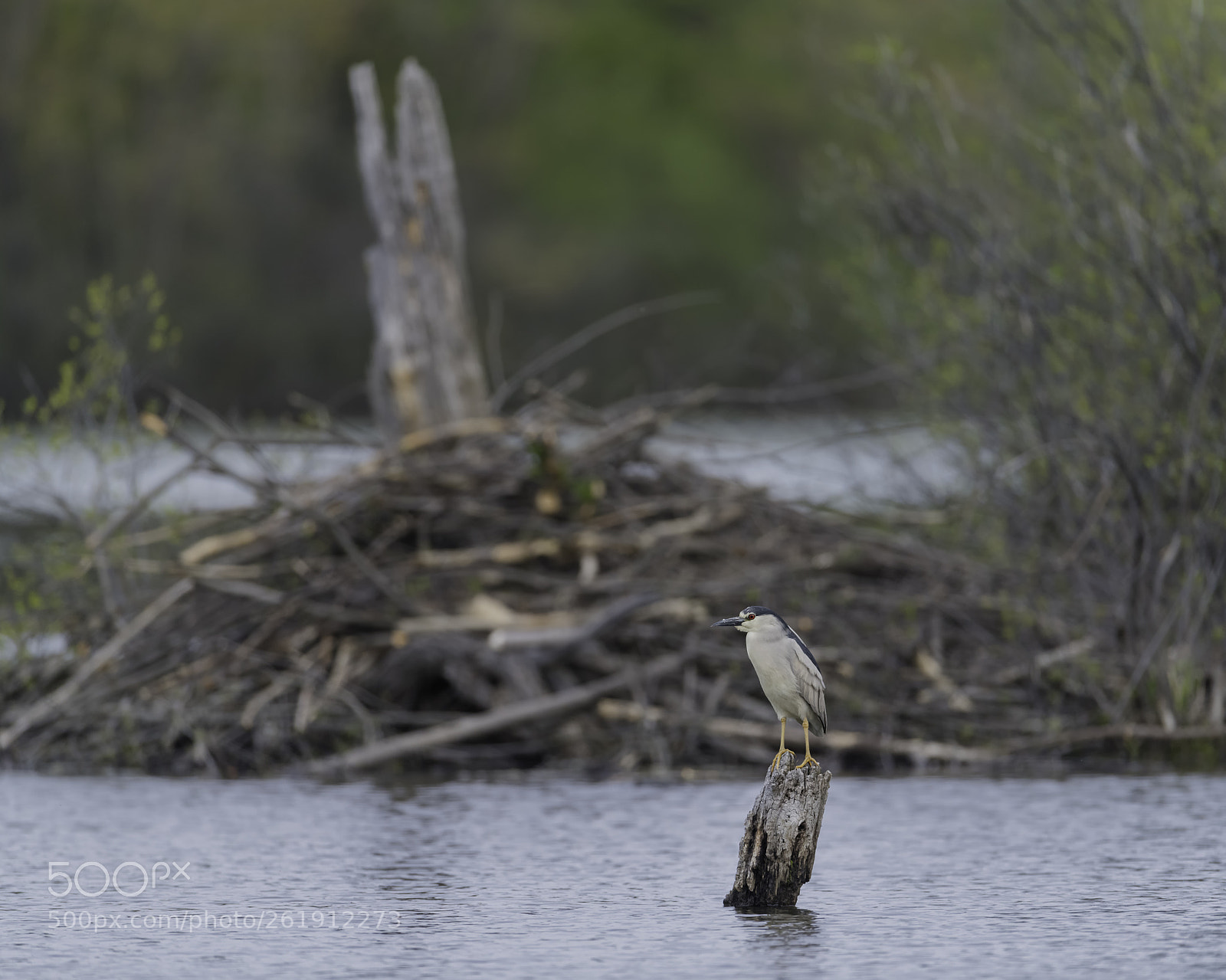 Nikon D850 sample photo. Bcnh at the dam photography