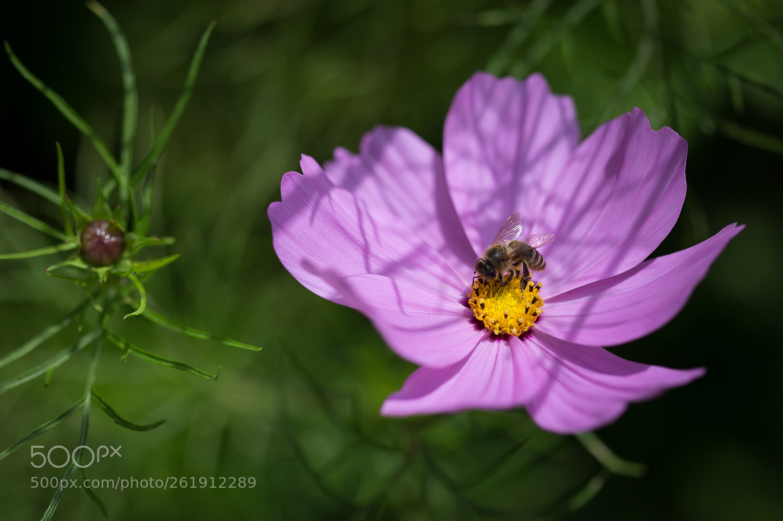 Canon EOS 6D sample photo. Honey photography