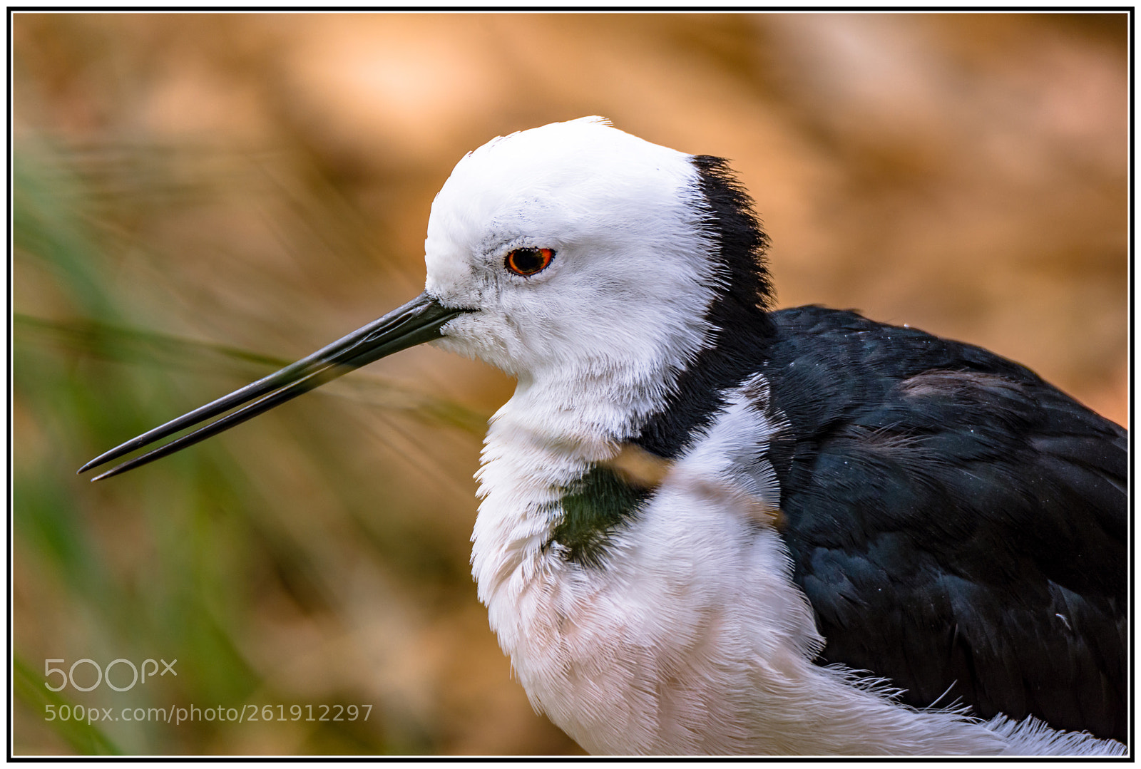 Nikon D7200 sample photo. Black-winged stilt i photography