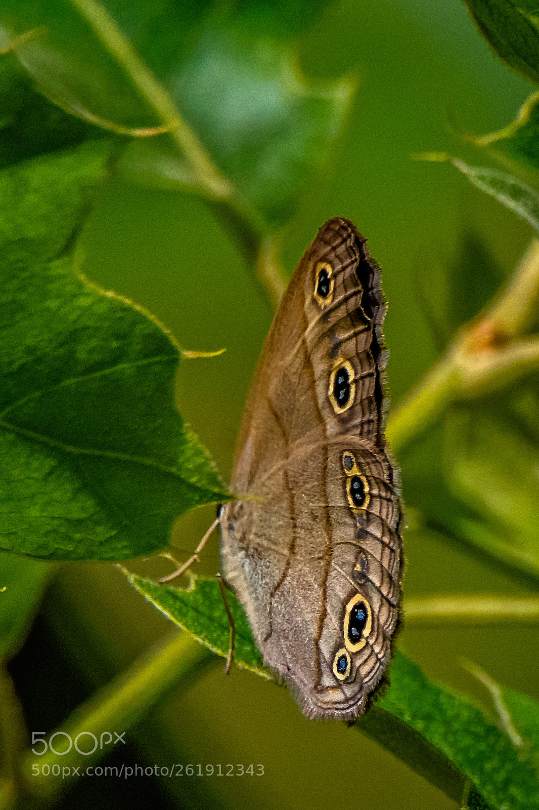 Nikon D850 sample photo. Little wood-satyr photography
