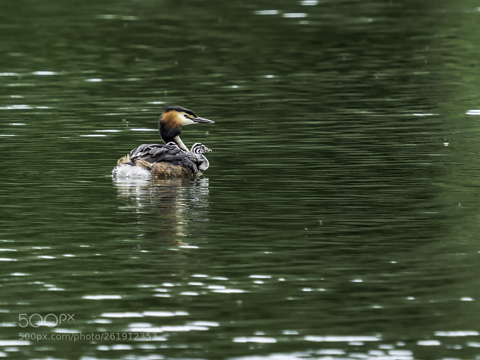 Olympus OM-D E-M5 II sample photo. Great crested grebe with photography