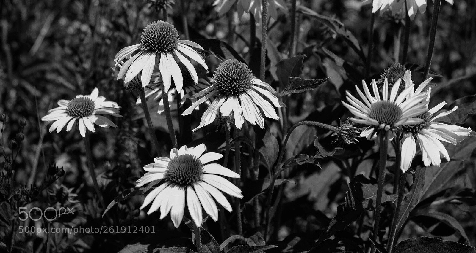 Fujifilm X-T20 sample photo. Daisies photography