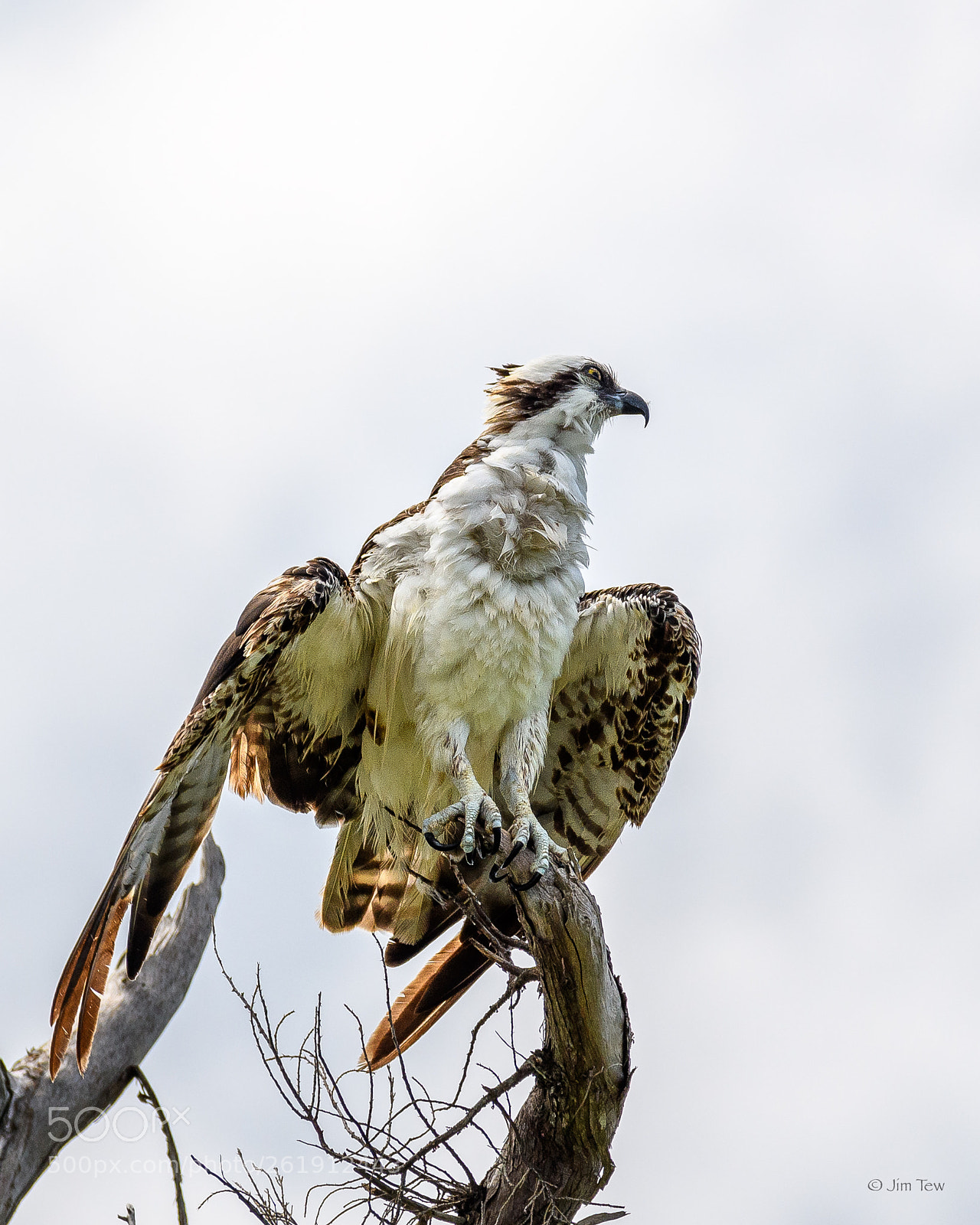 Nikon D7500 sample photo. Osprey on the bank photography
