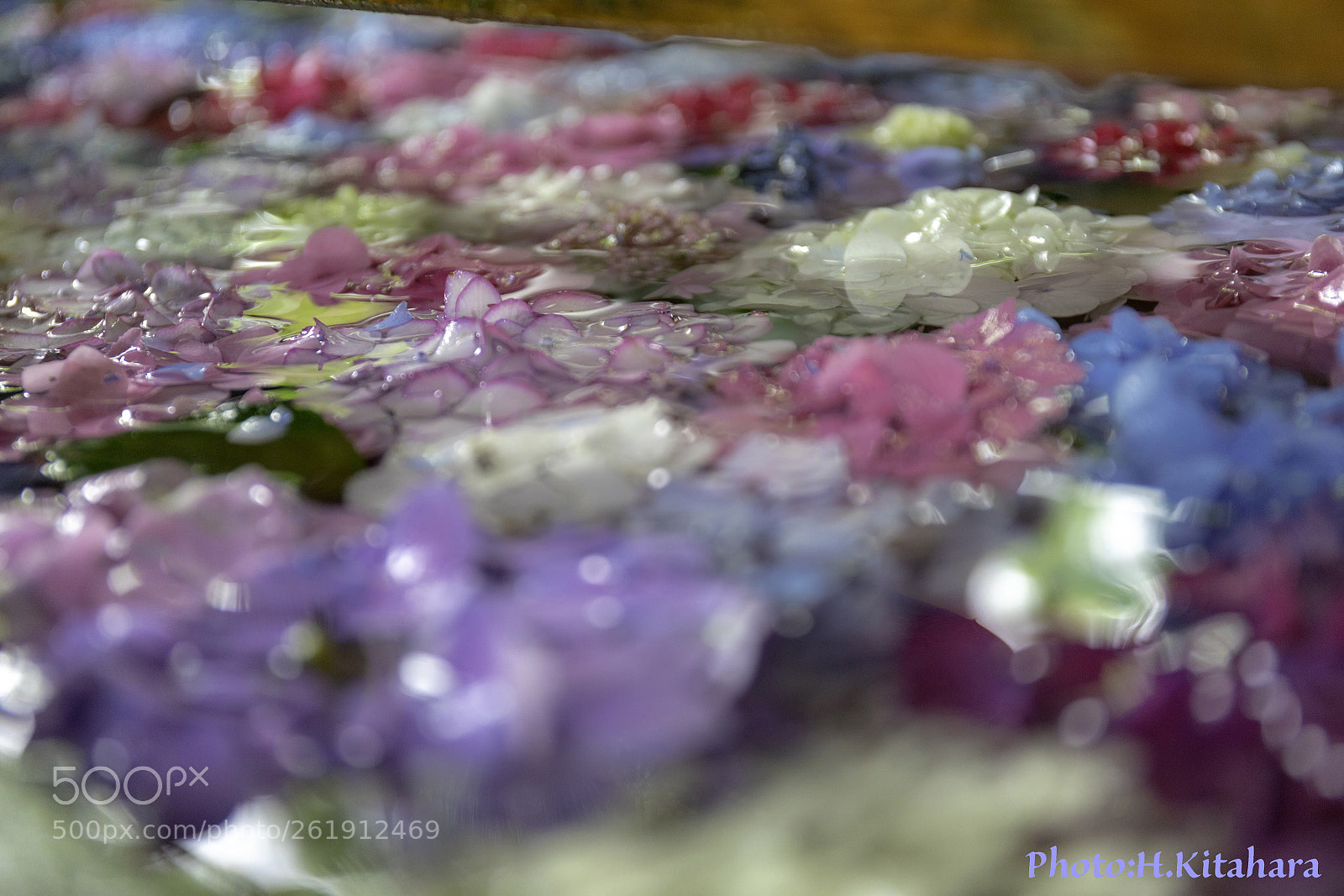 Canon EOS 5D Mark IV sample photo. Hydrangea festival photography