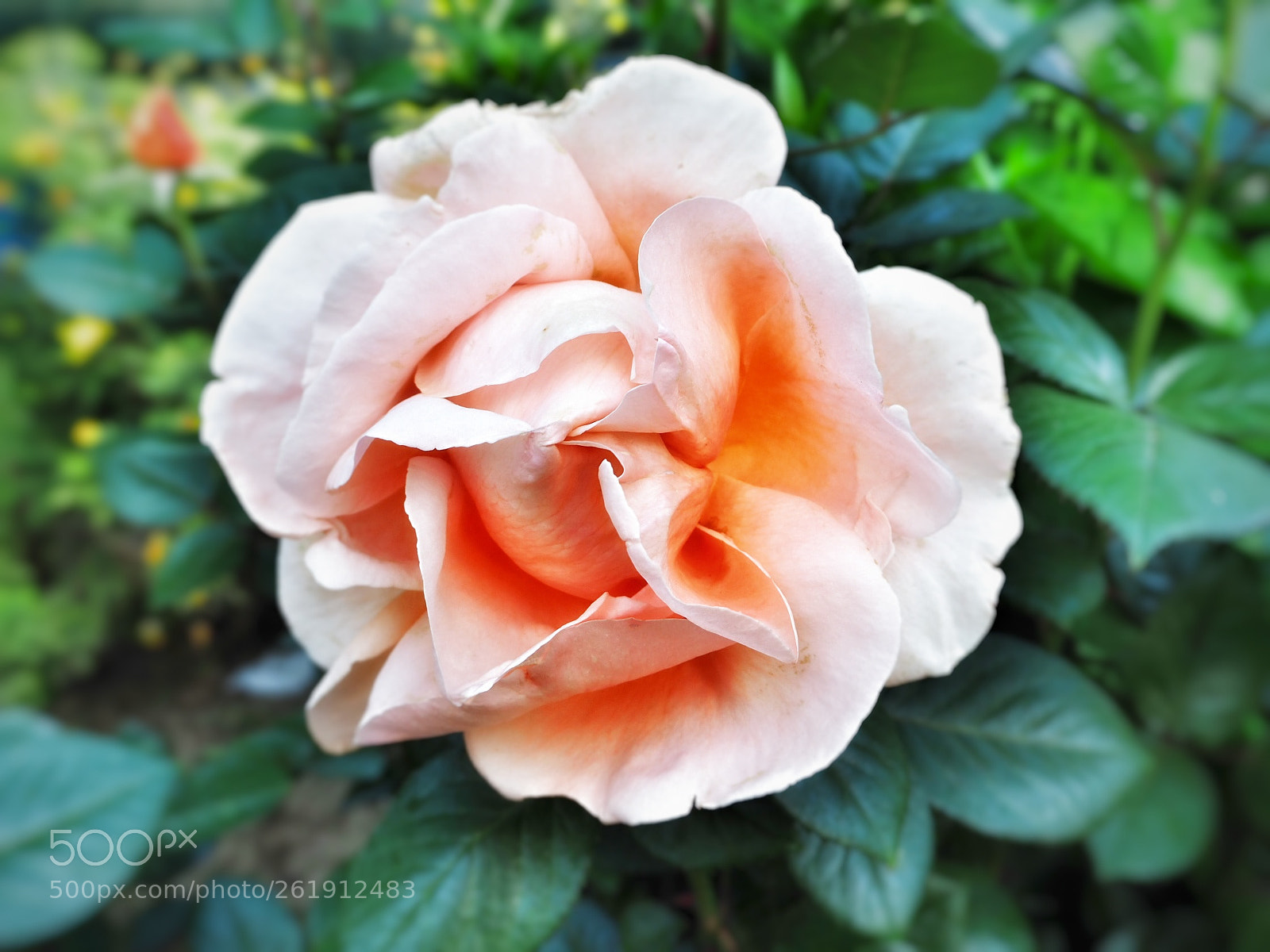 Olympus OM-D E-M10 III sample photo. Pure nature | izmir photography
