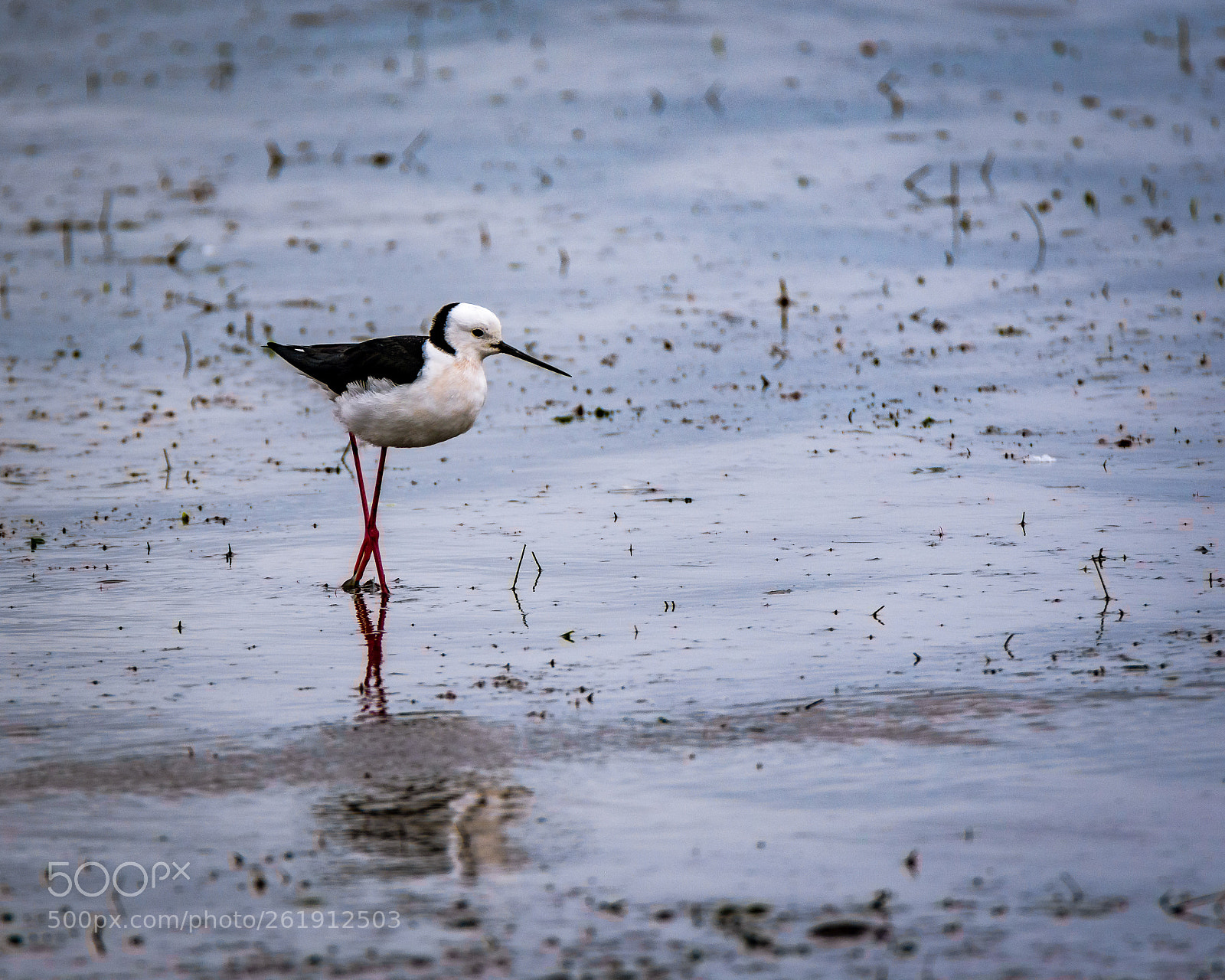 Nikon D7200 sample photo. Black-winged stilt ii photography