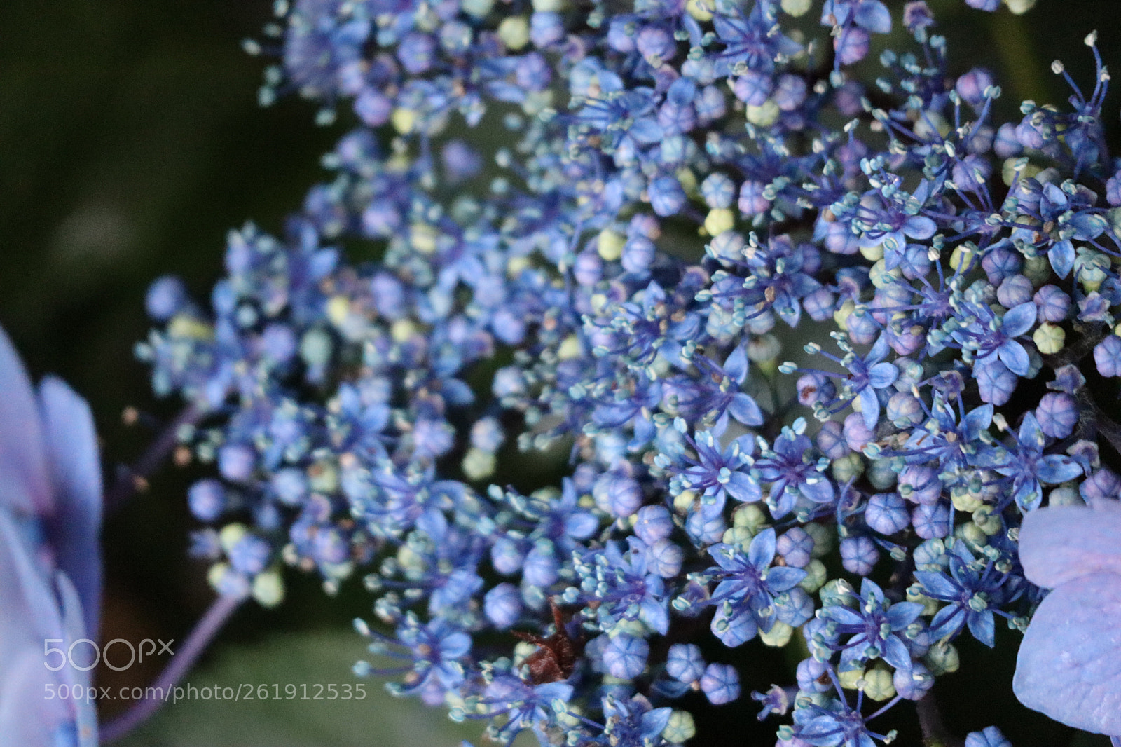 Canon EF-M 55-200mm F4.5-6.3 IS STM sample photo. Hydrangea(紫陽花) photography