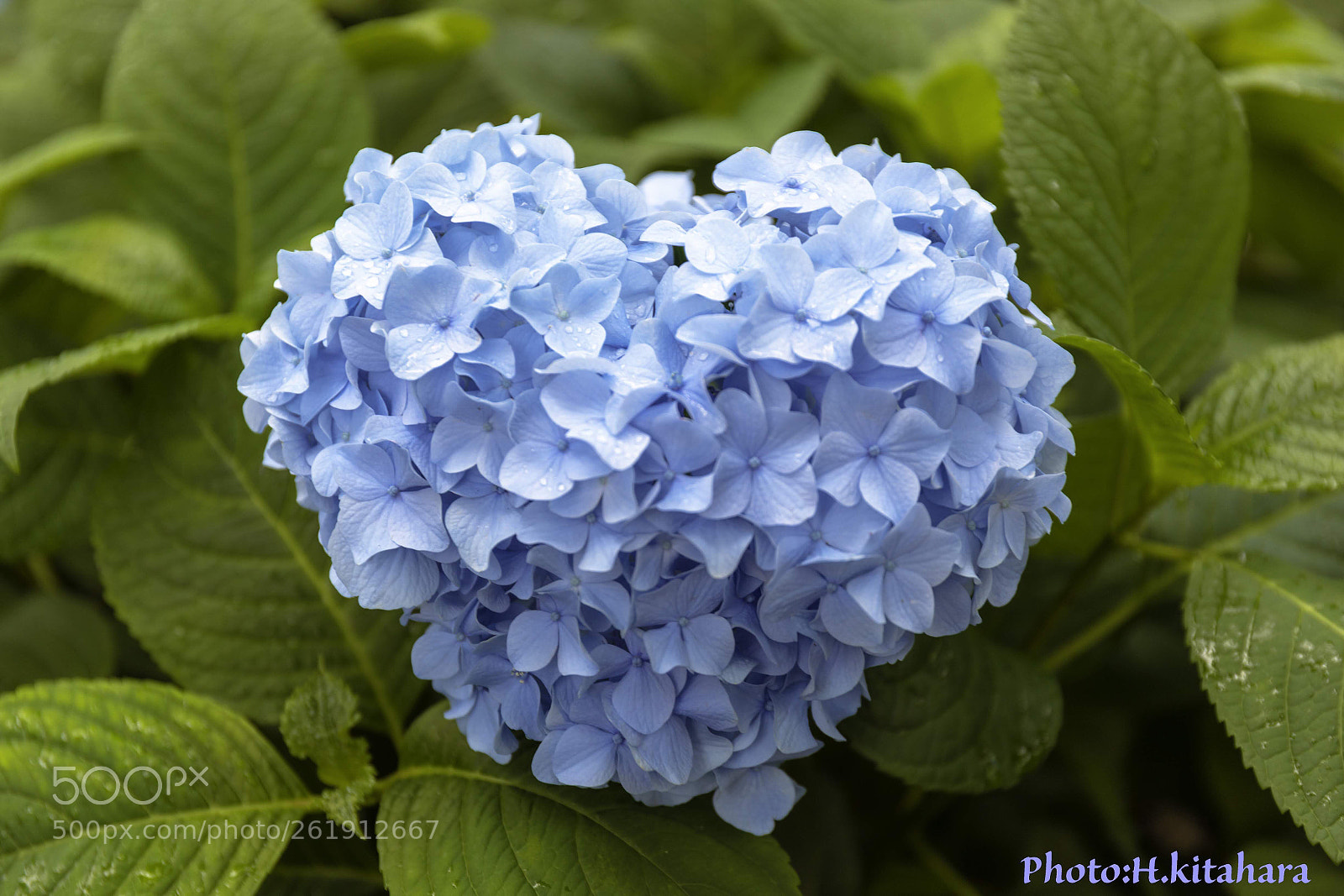 Canon EOS 5D Mark IV sample photo. Hydrangea festival photography