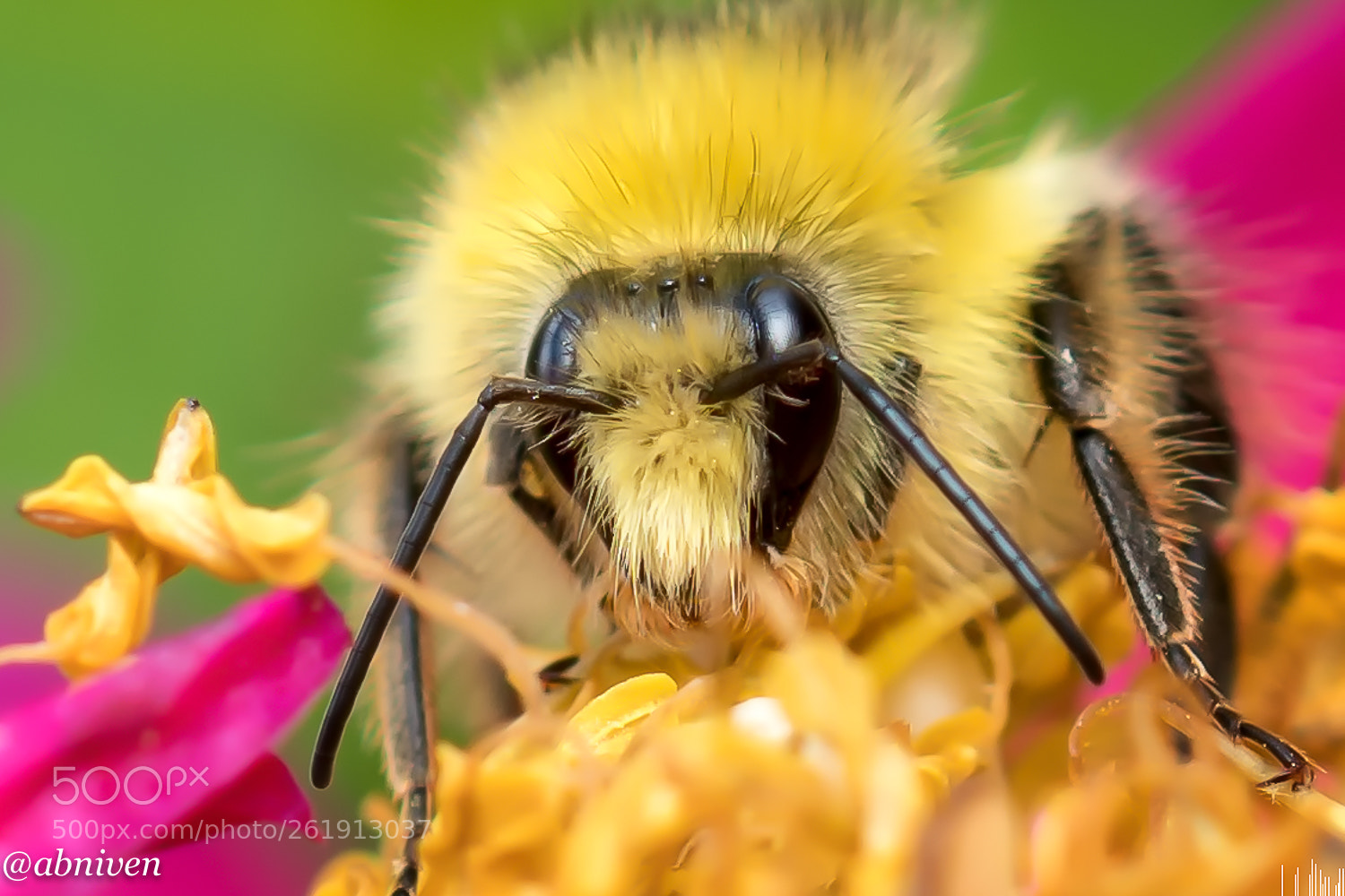 Sony a6300 sample photo. Busy bee photography