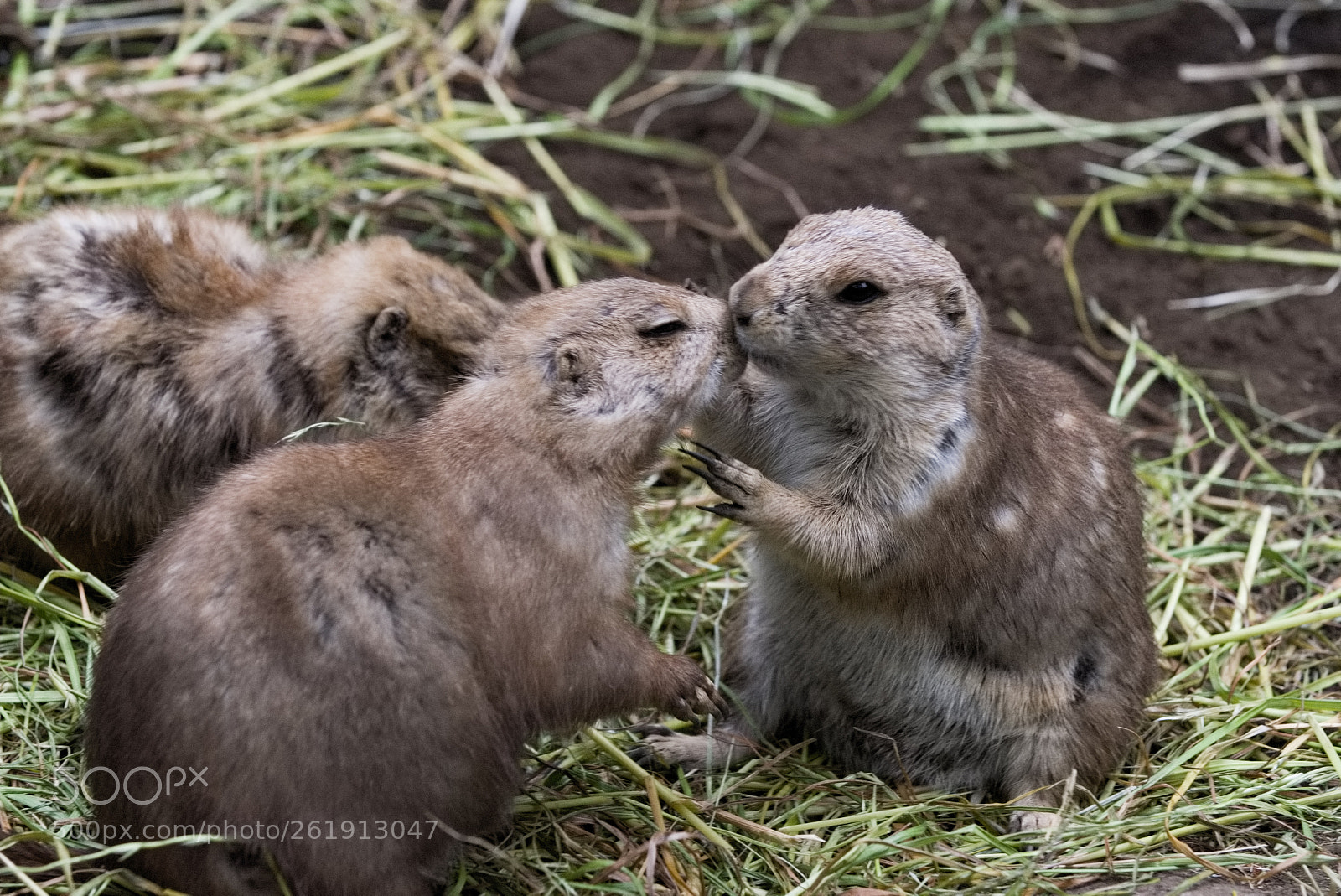 Nikon D810 sample photo. Kiss... photography