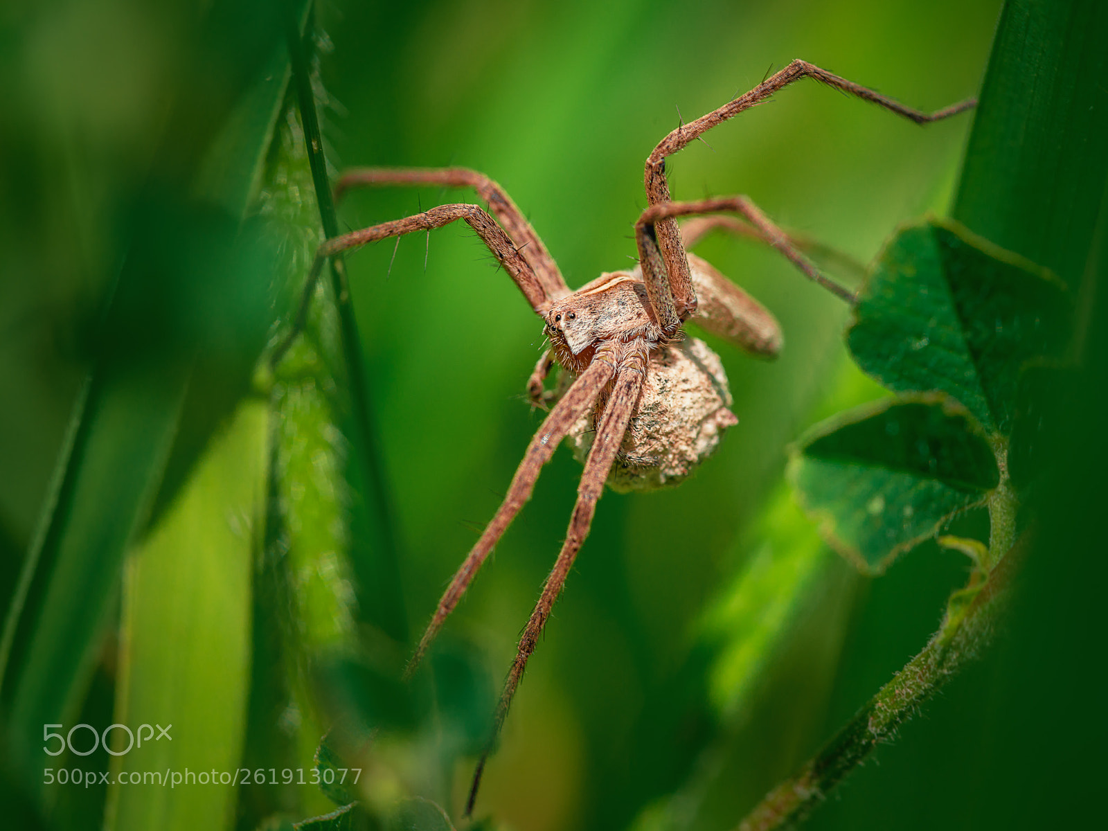 Sony a7R II sample photo. Spider in the grass photography