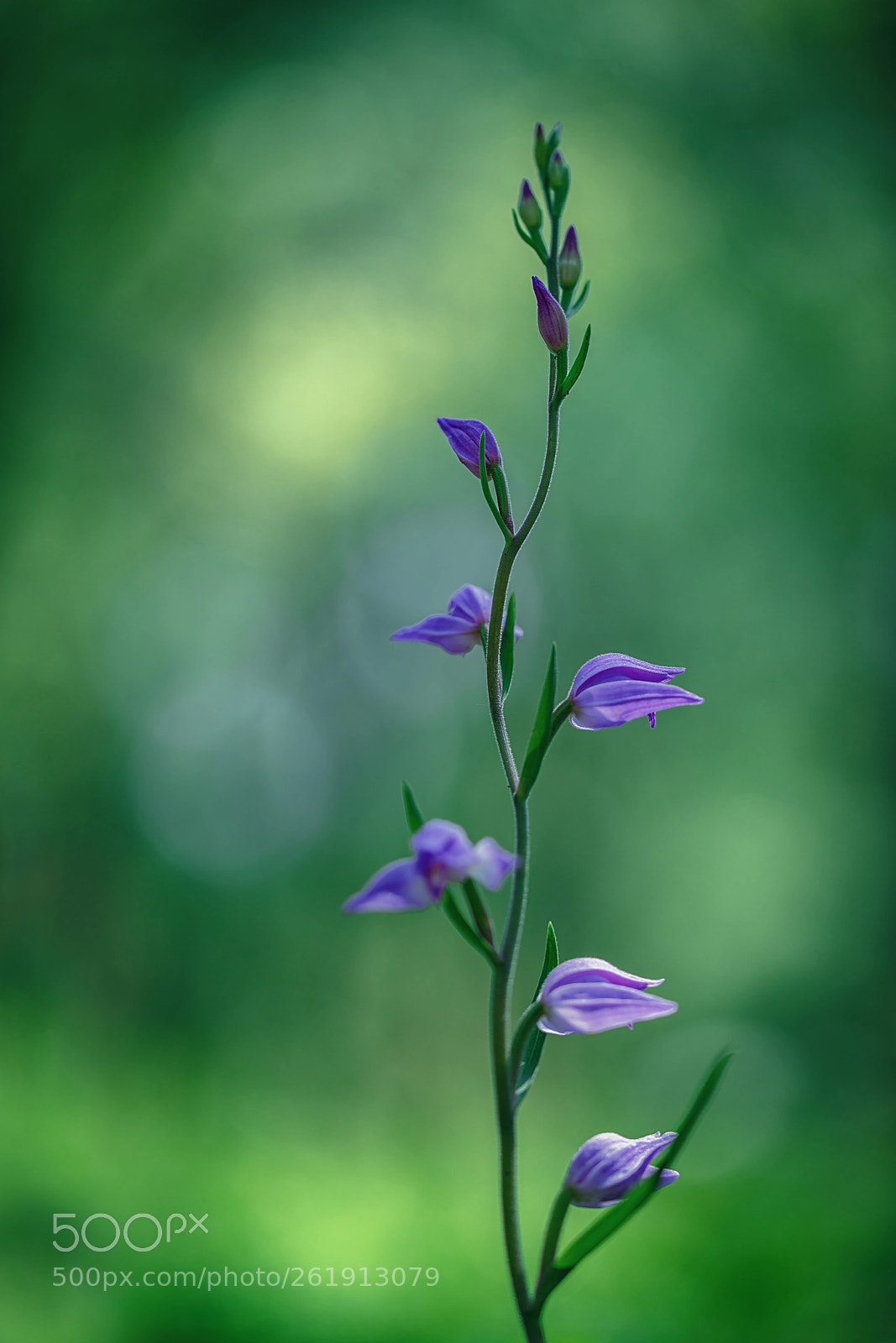 Sony a7R II sample photo. Rotes waldvöglein photography