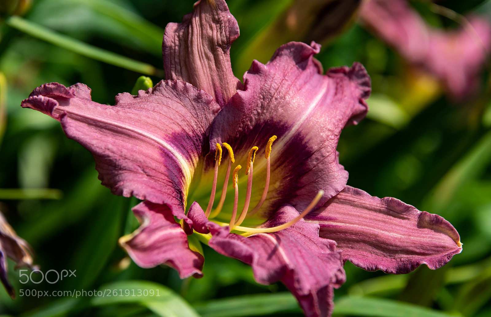 Nikon D810 sample photo. Gibbsdaylilypx photography