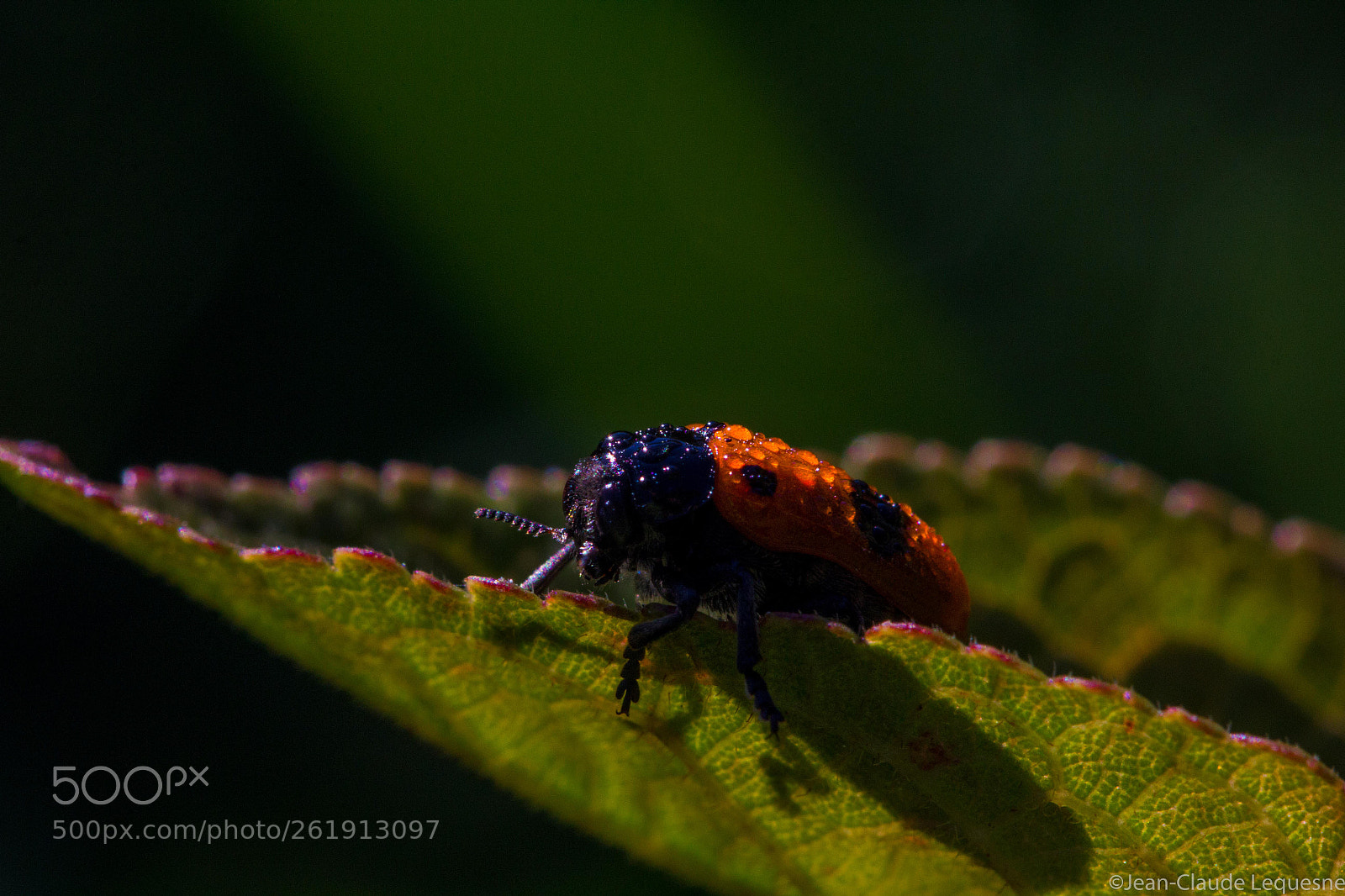 Canon EOS 60D sample photo. Clytre des saules photography