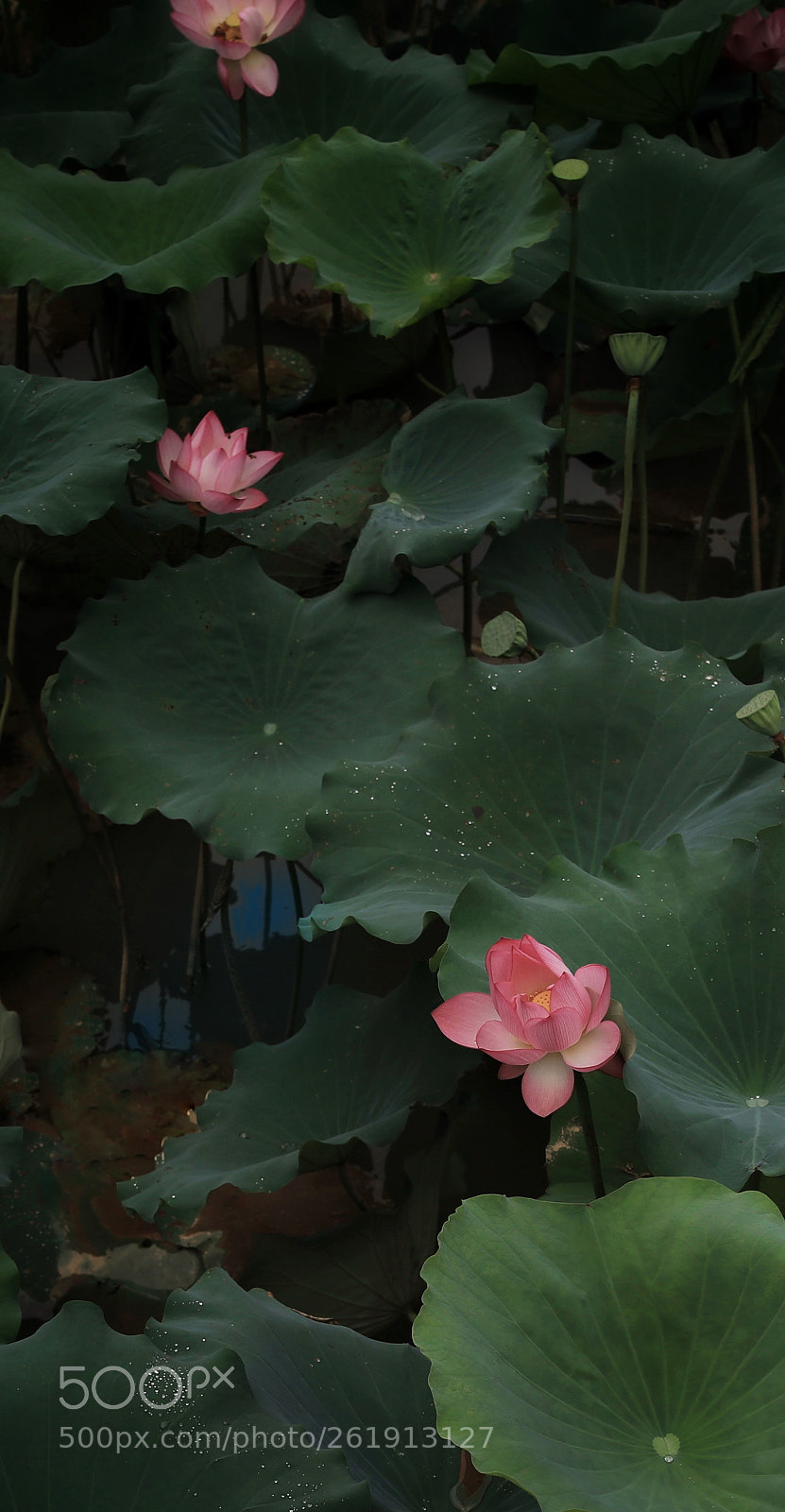 Canon EOS 5DS R sample photo. Lotus stairs photography