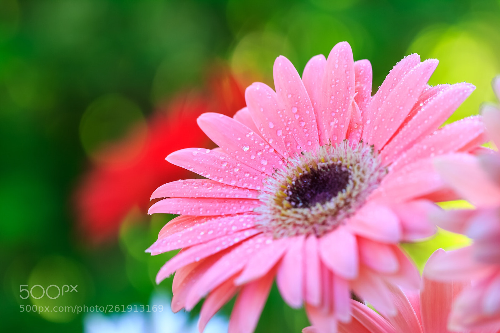 Canon EOS 60D sample photo. Morning colours photography