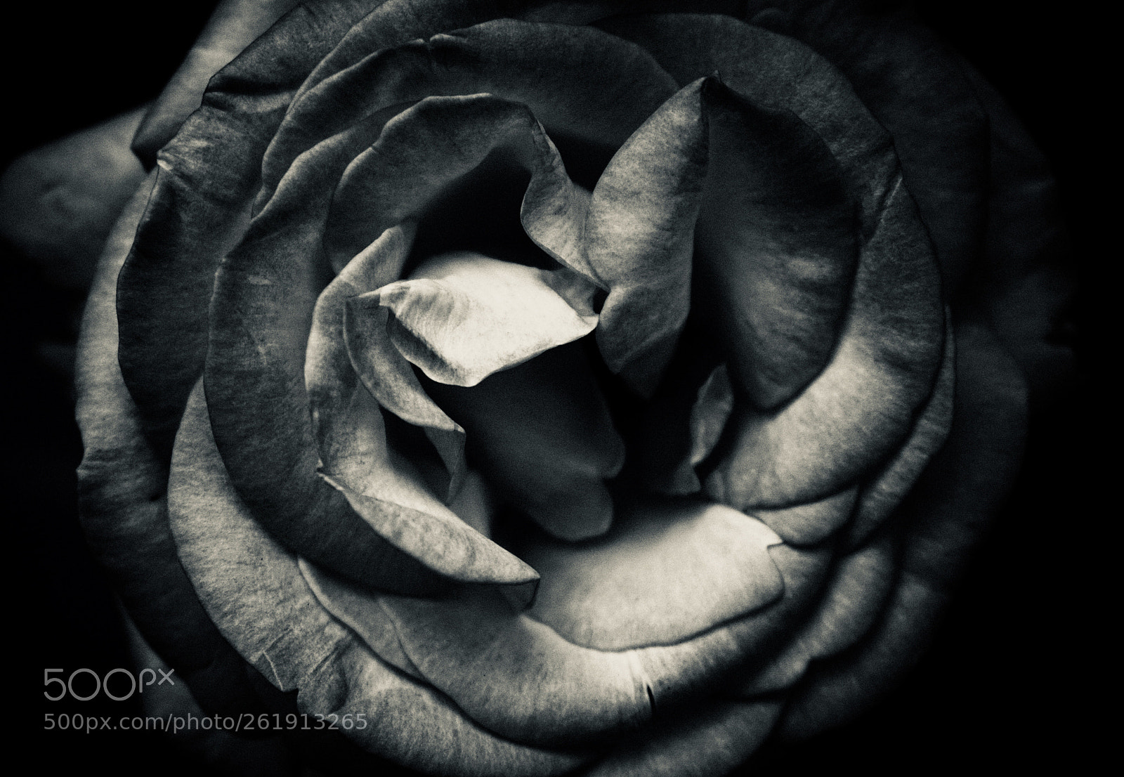 Sony a6000 sample photo. Rose photography
