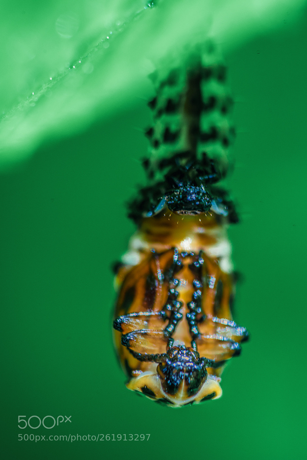 Sony a7R II sample photo. Hanging larva photography