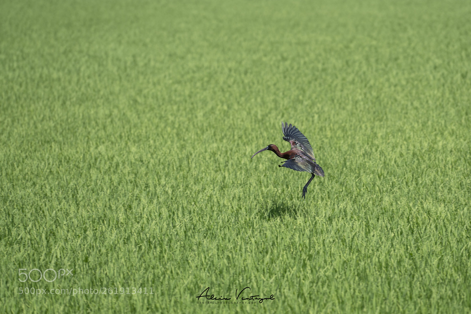 Sony a7R III sample photo. Flying photography
