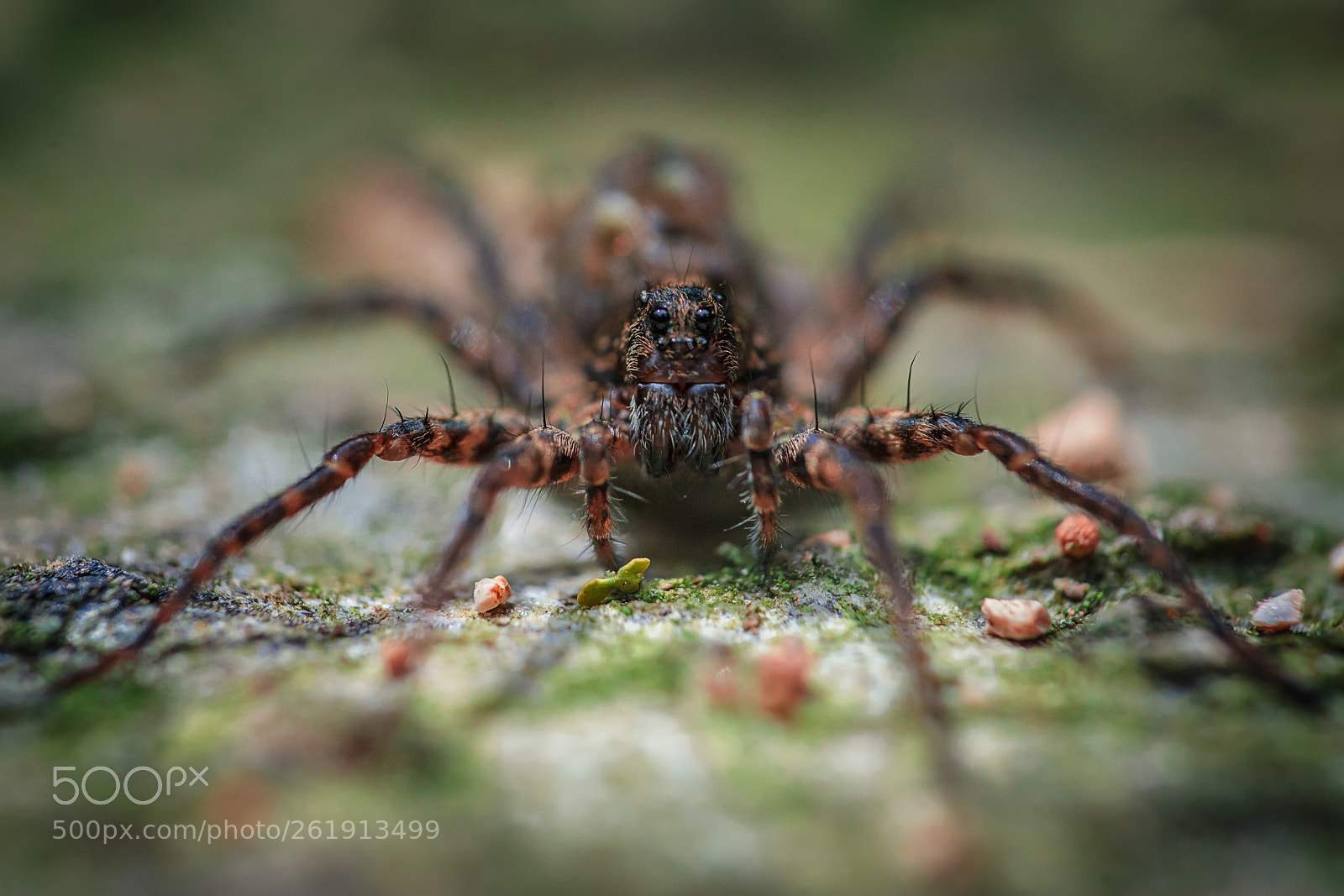 Sony a7R II sample photo. Wolf spider photography