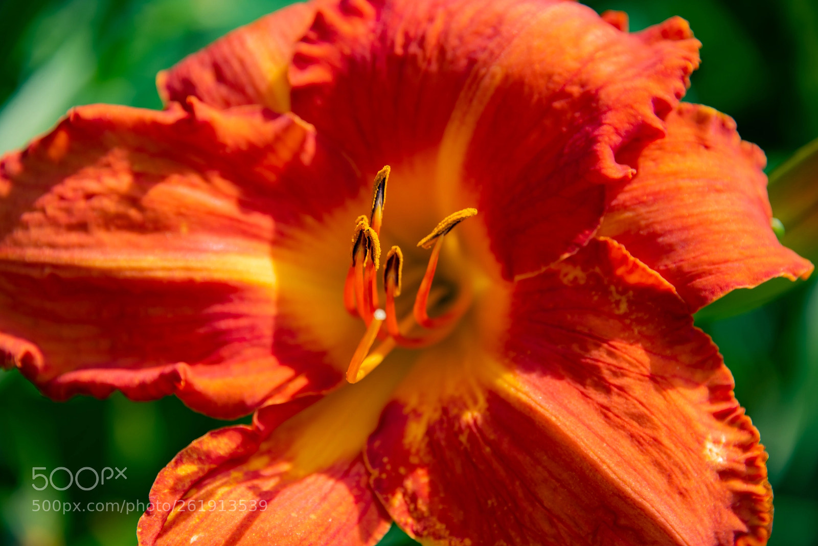 Nikon D810 sample photo. Gibbsdaylilypx photography