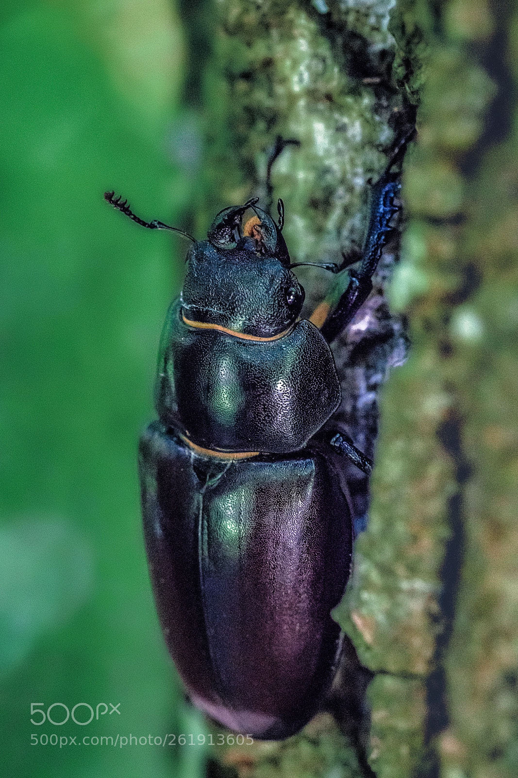 Sony a7R II sample photo. Stag beetle photography