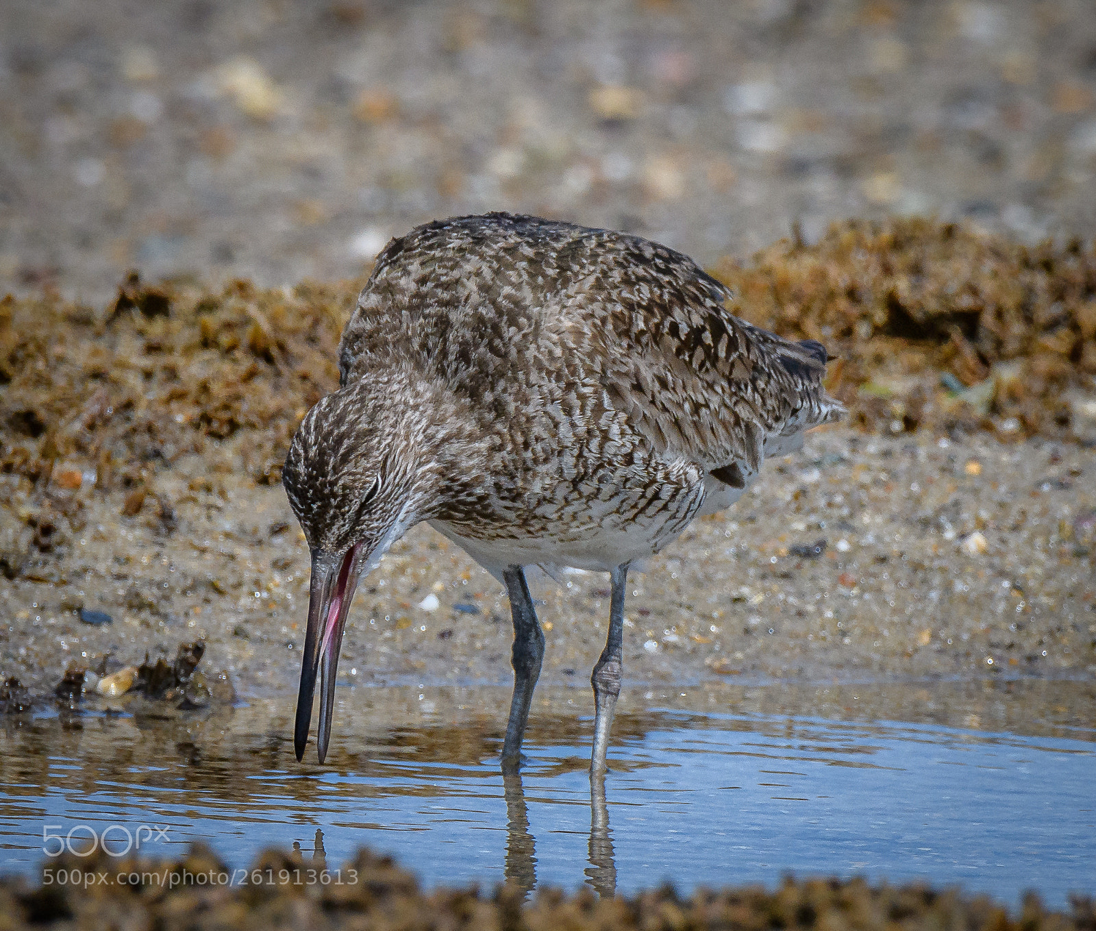 Nikon D850 sample photo. Willet photography