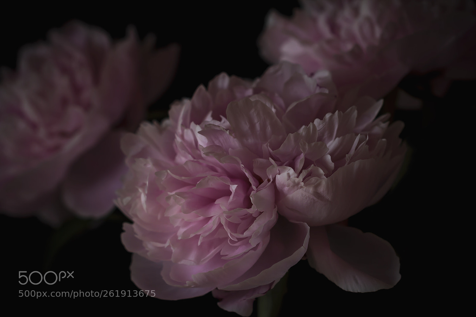 Canon EOS 60D sample photo. Three of a kind photography