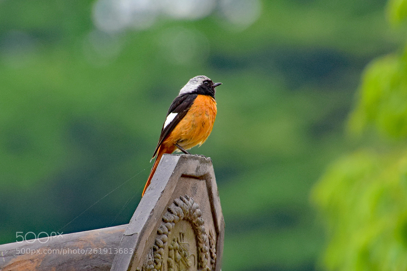 Nikon D5300 sample photo. Daurian redstart photography