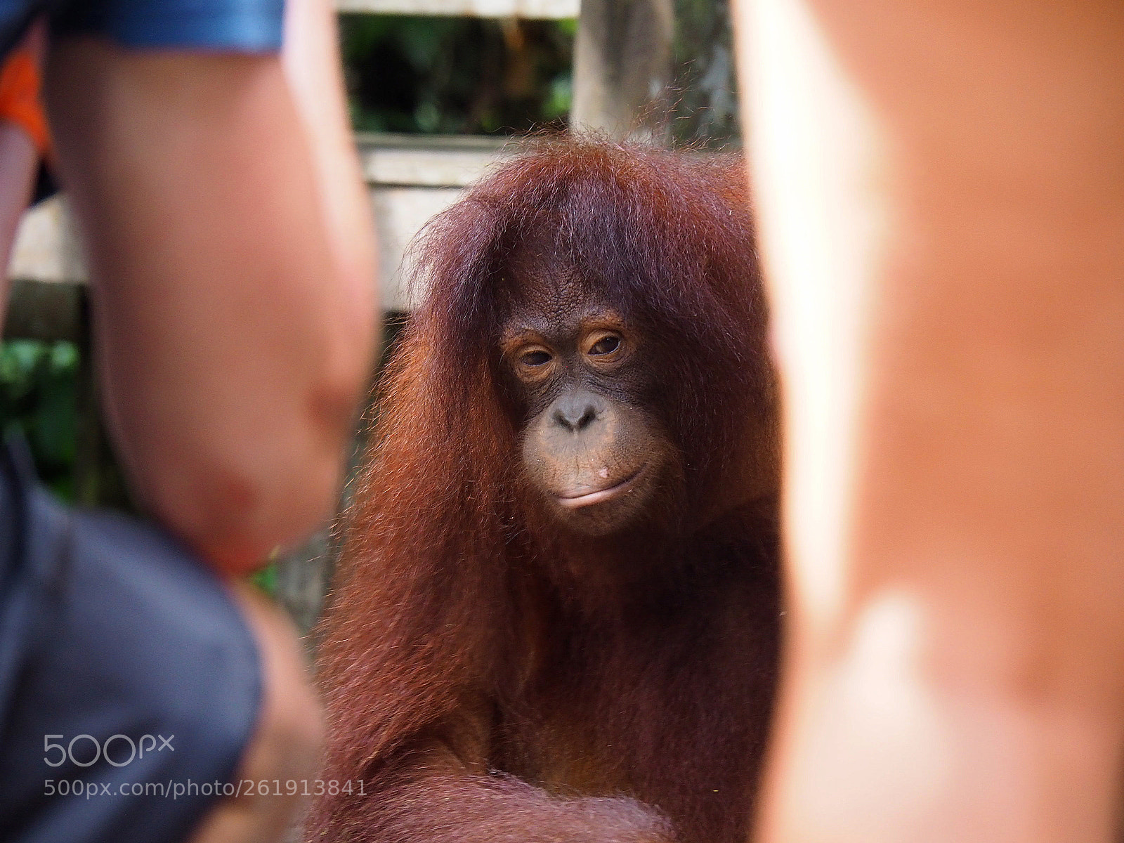 Olympus OM-D E-M10 II sample photo. Orangutan photography