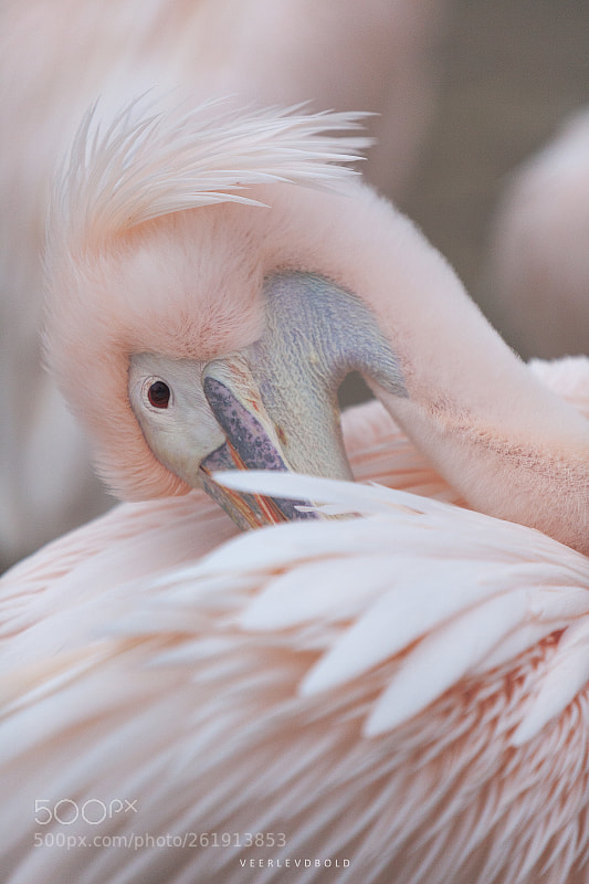 Canon EOS 5D Mark II sample photo. Pink photography