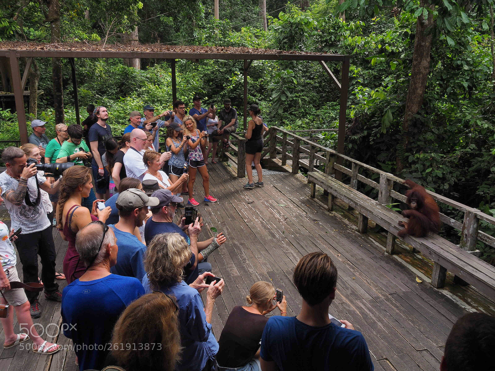 Olympus OM-D E-M10 II sample photo. Orangutan playing to the photography