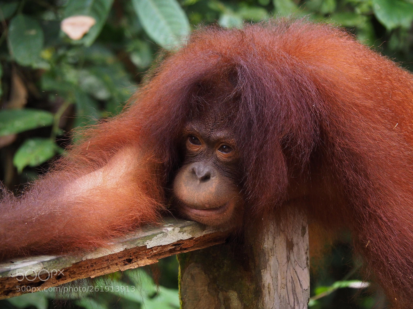 Olympus OM-D E-M10 II sample photo. Orangutan modeling closeup photography