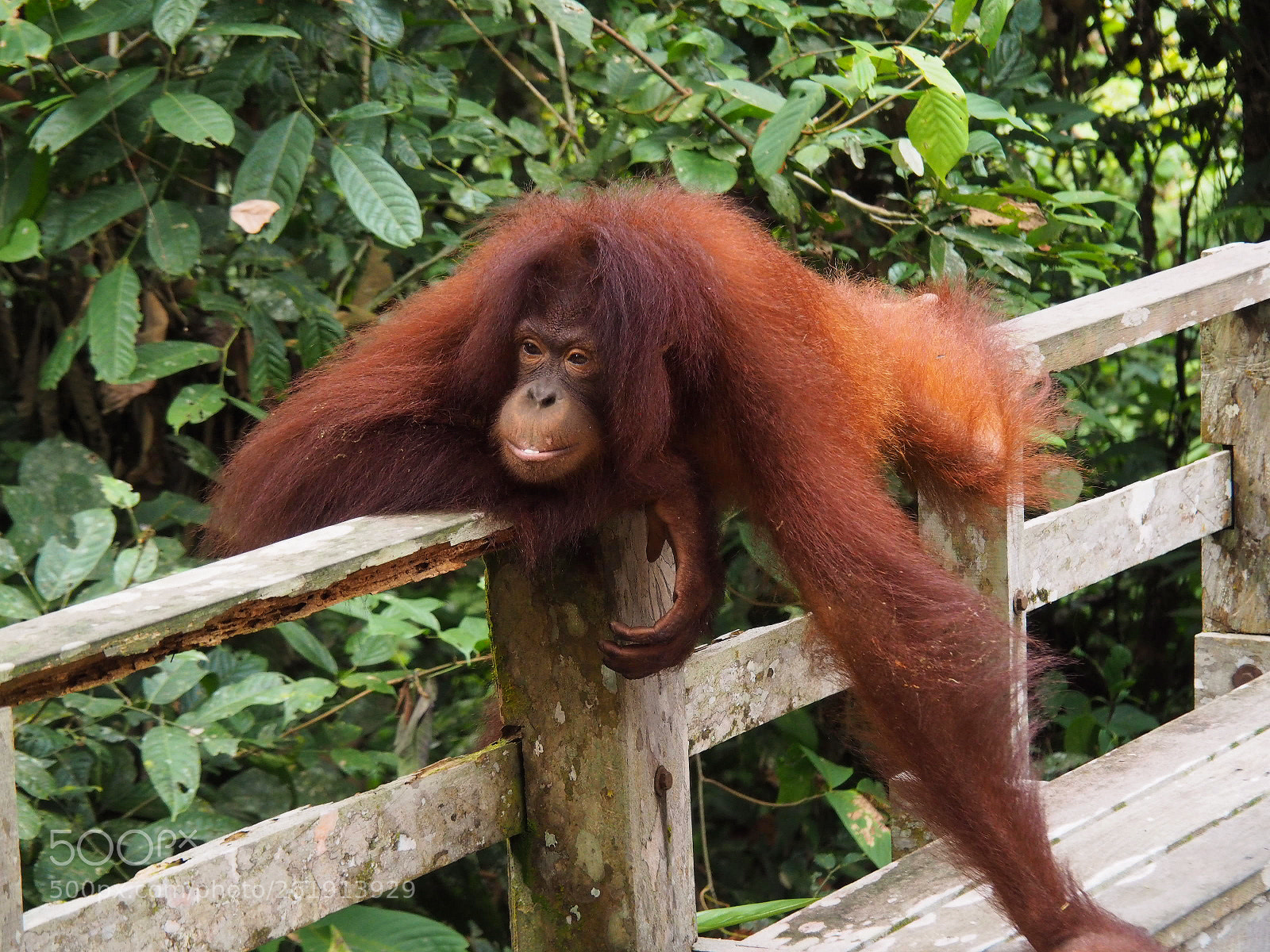 Olympus OM-D E-M10 II sample photo. Orangutan modeling photography