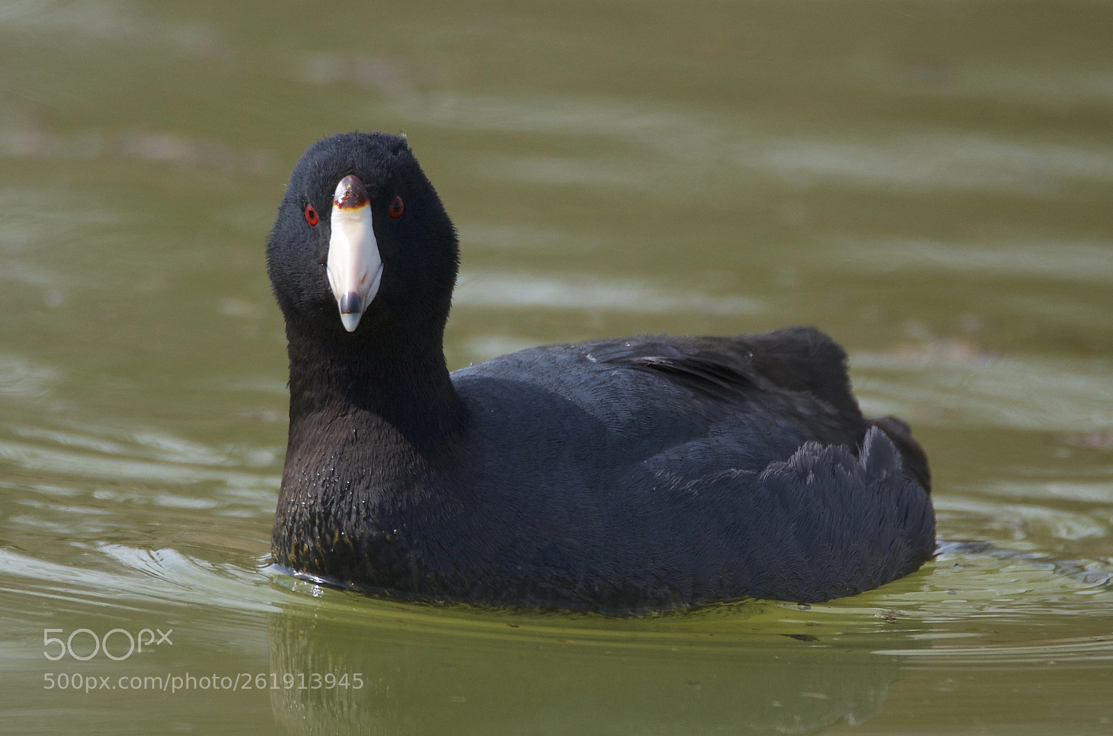 Nikon D7000 sample photo. American coot photography