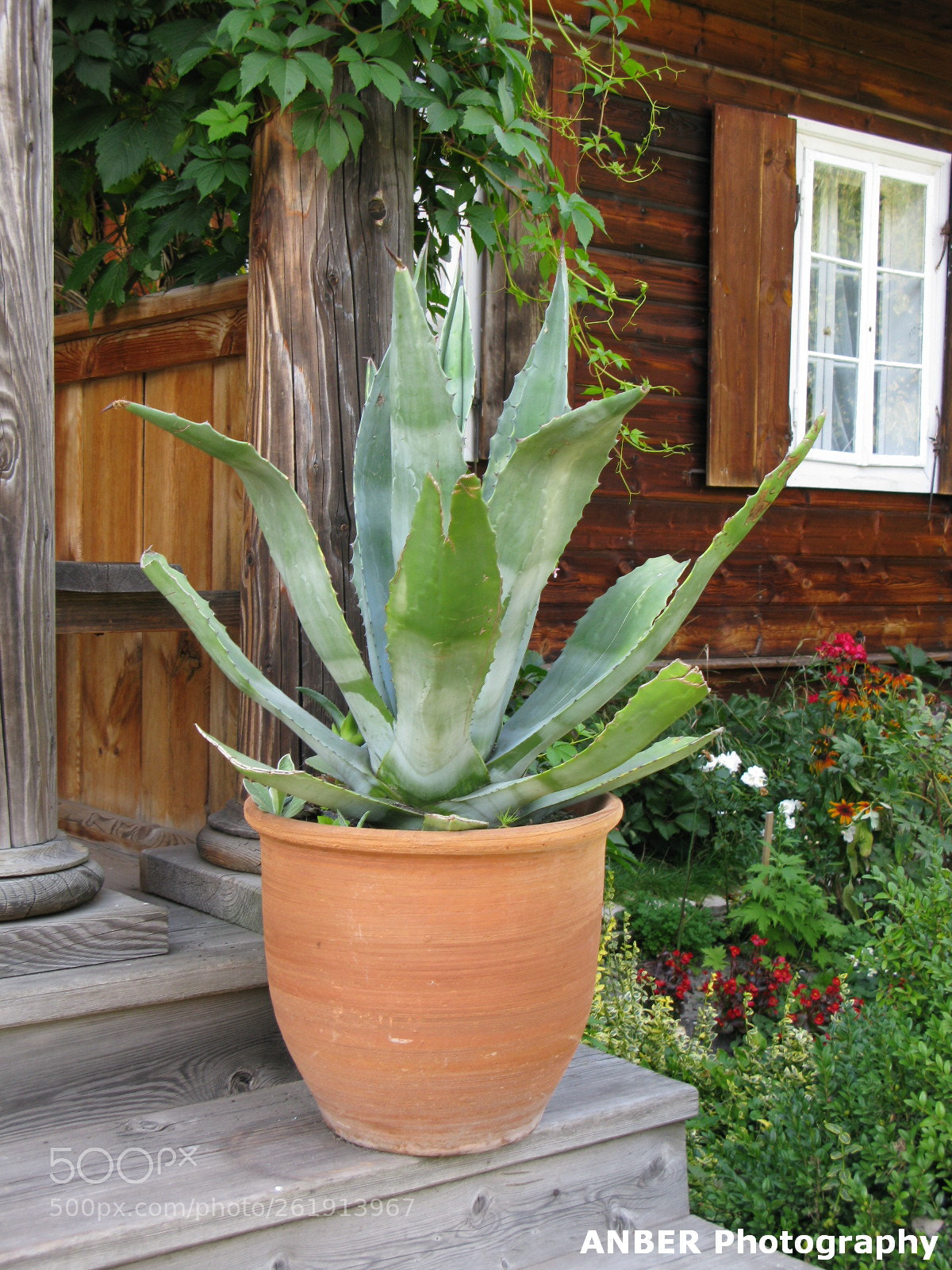 Canon POWERSHOT G9 sample photo. Aloe photography