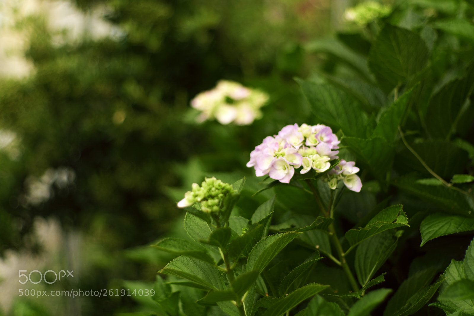 Fujifilm X-A3 sample photo. Hydrangea photography