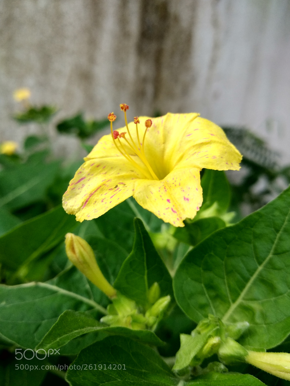 Xiaomi Redmi Note 5 sample photo. Untitled photography