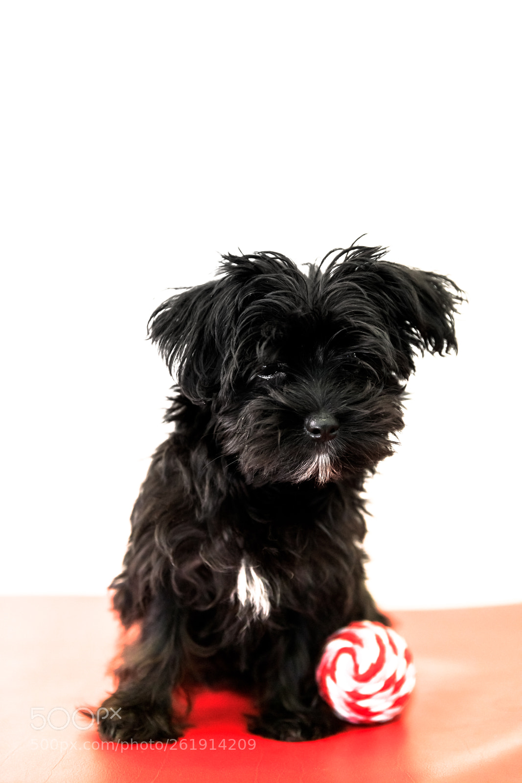 Canon EOS 5D Mark IV sample photo. Black puppy dog photography