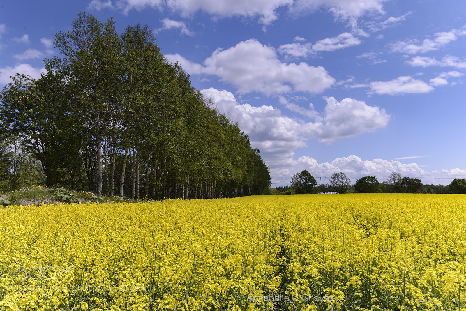 Nikon D610 sample photo. Rapeseed photography