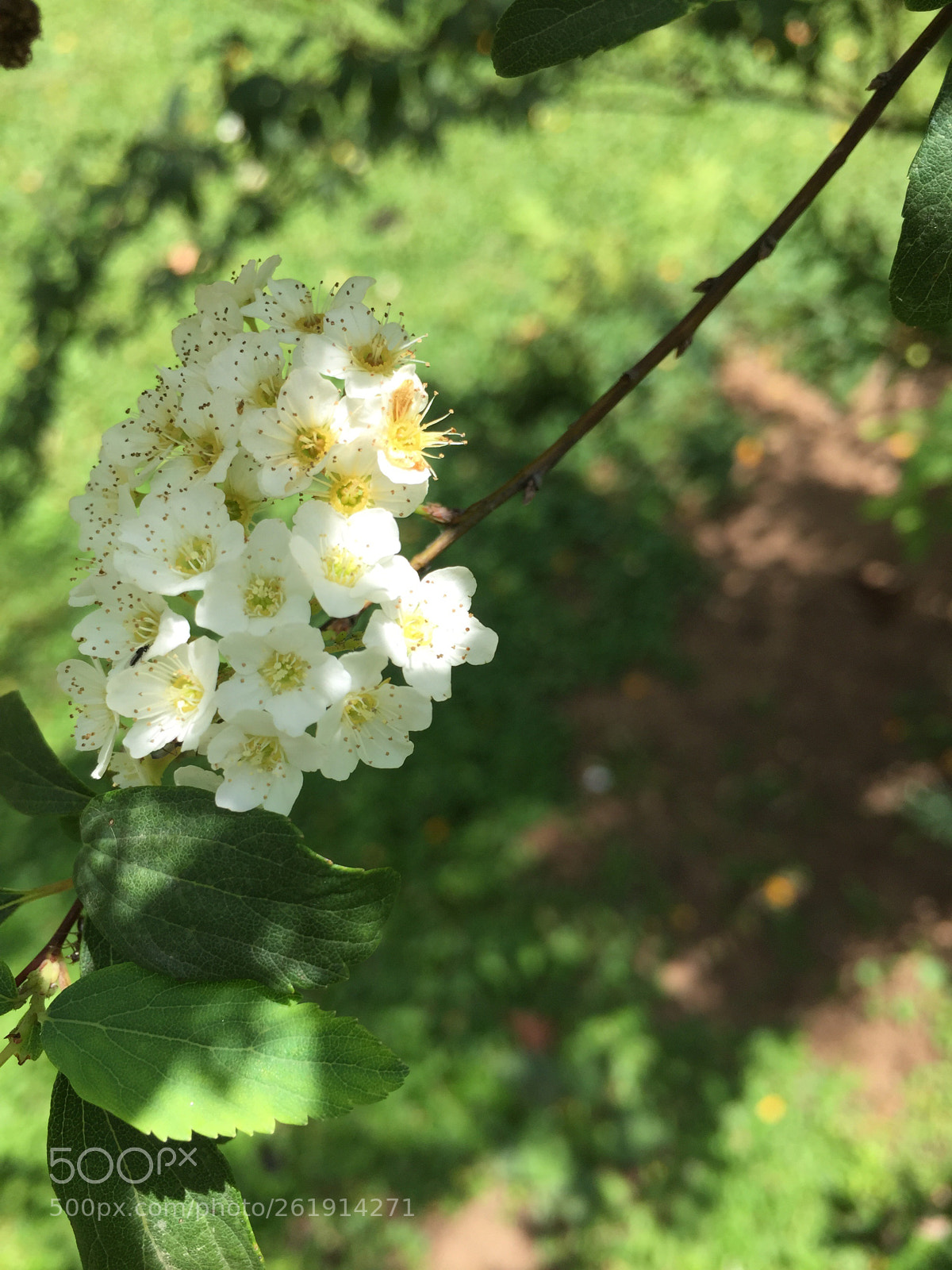 Apple iPhone 6 sample photo. Untitled photography