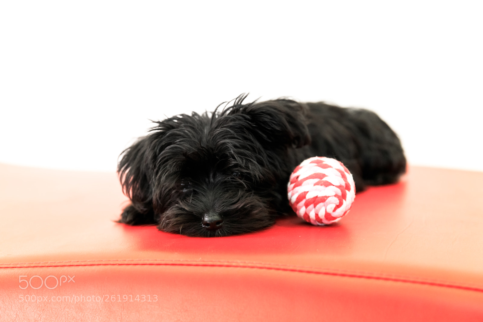 Canon EOS 5D Mark IV sample photo. Malkie puppy dog photography