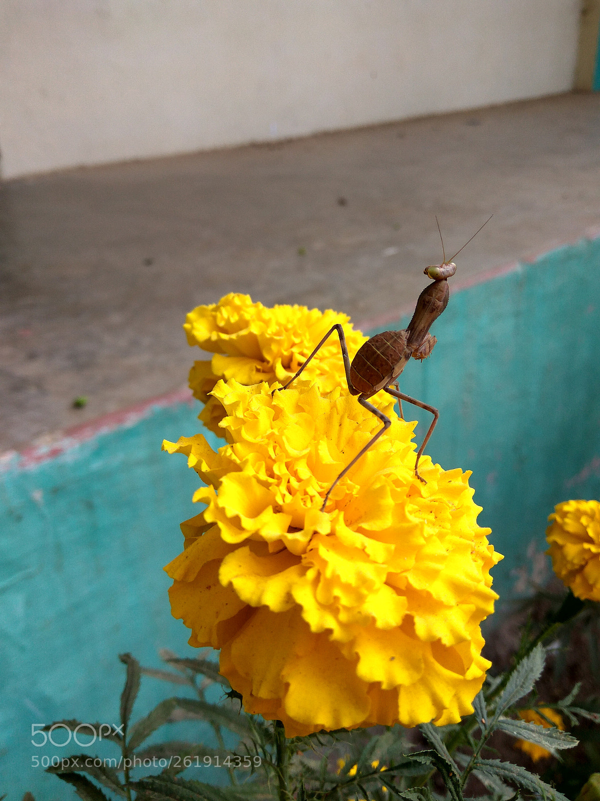 Xiaomi Redmi Note3 sample photo. Untitled photography