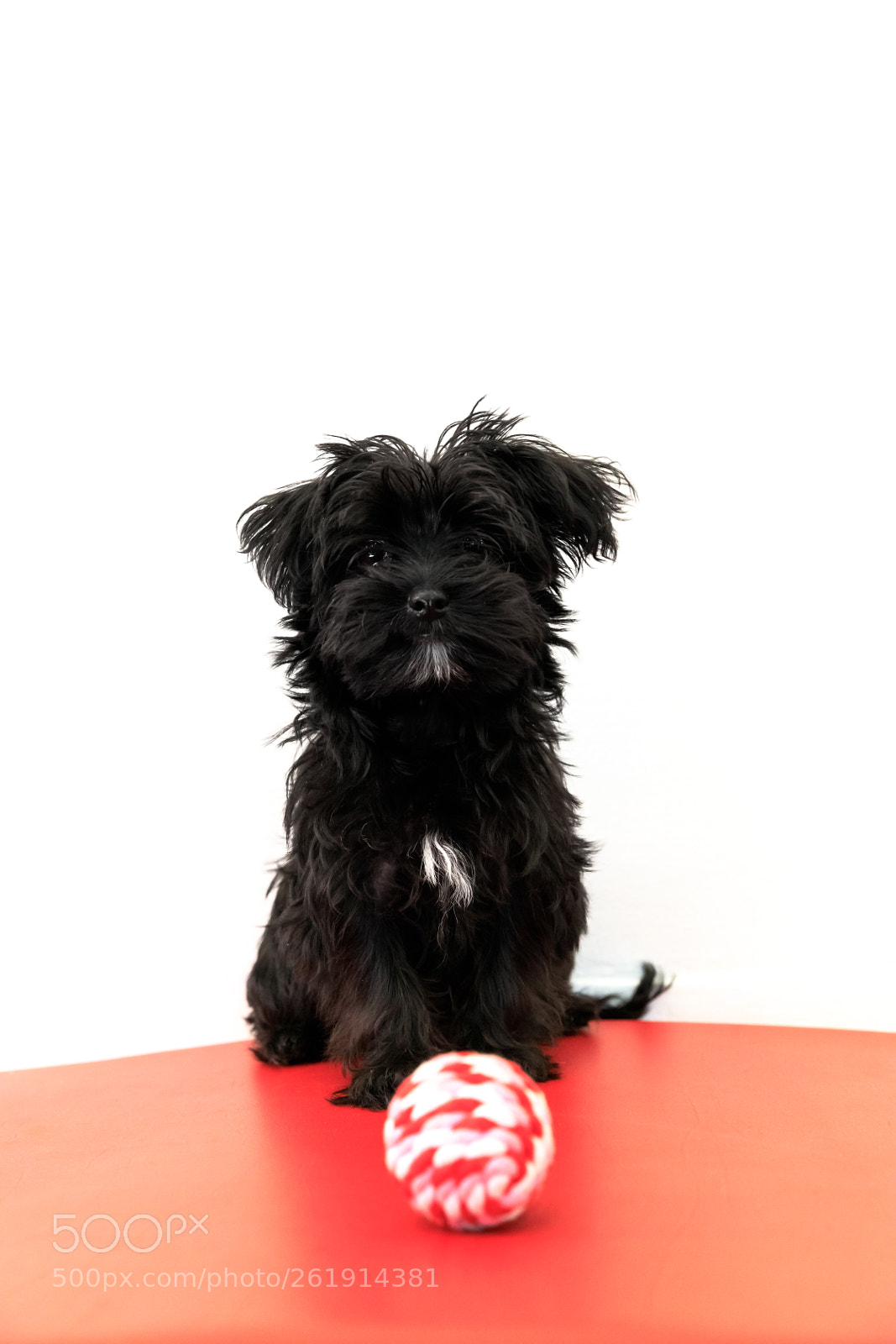 Canon EOS 5D Mark IV sample photo. Vertical puppy dog photography