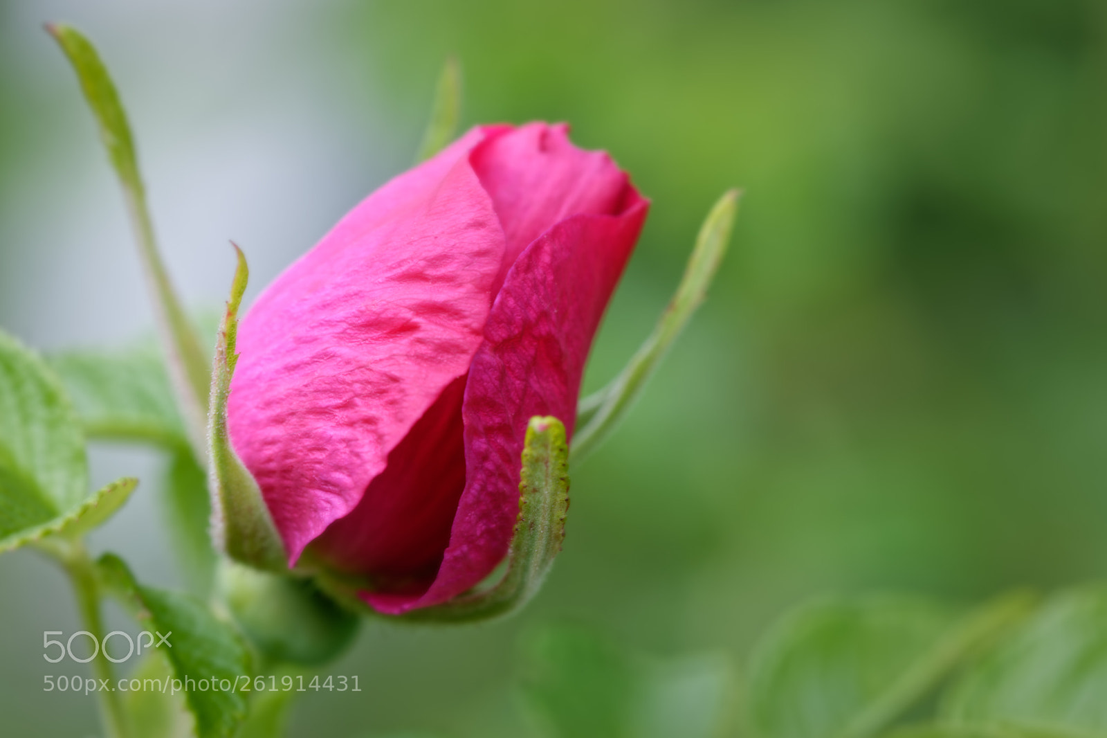 Nikon D5500 sample photo. 8179 photography
