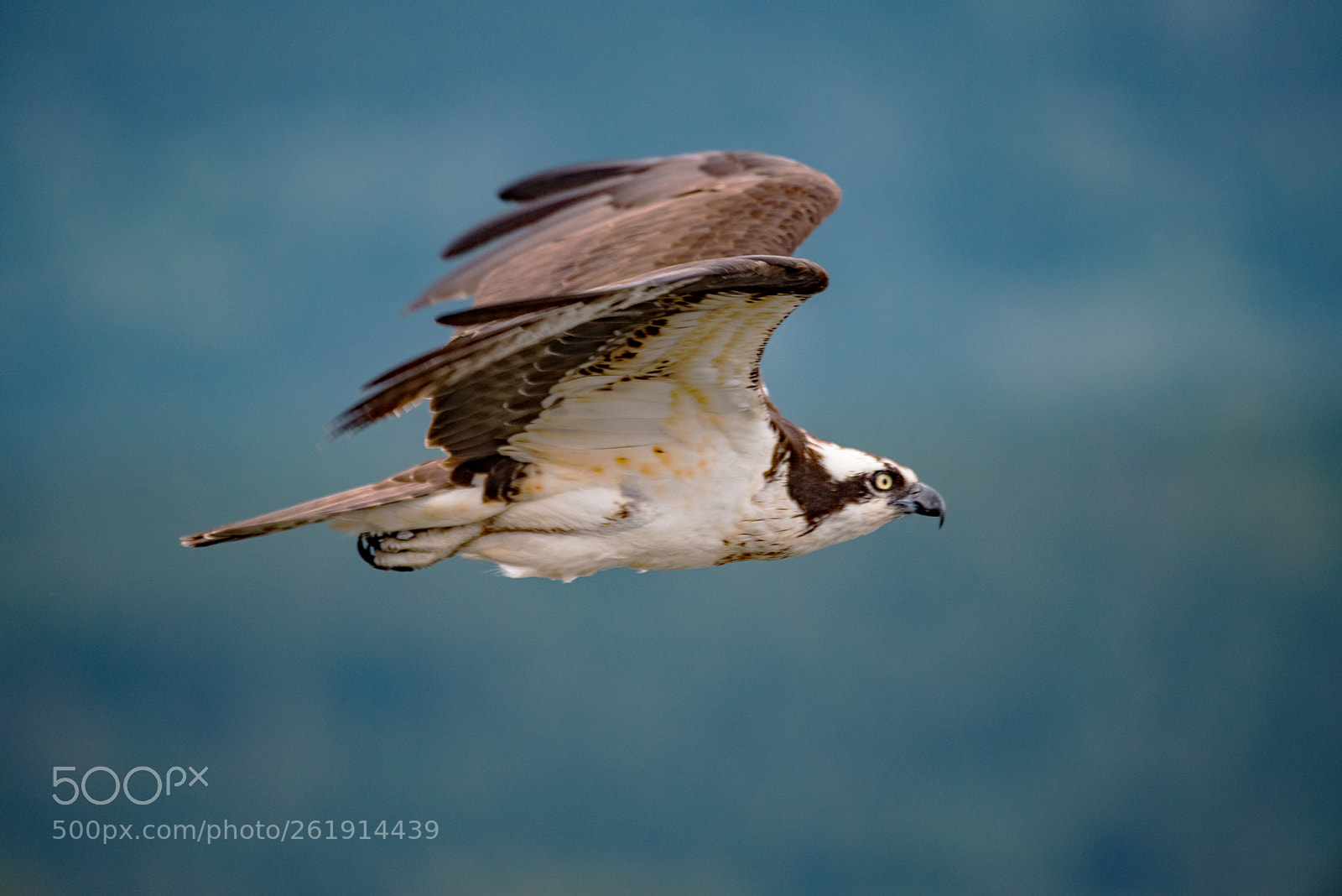 Nikon D750 sample photo. In flight photography