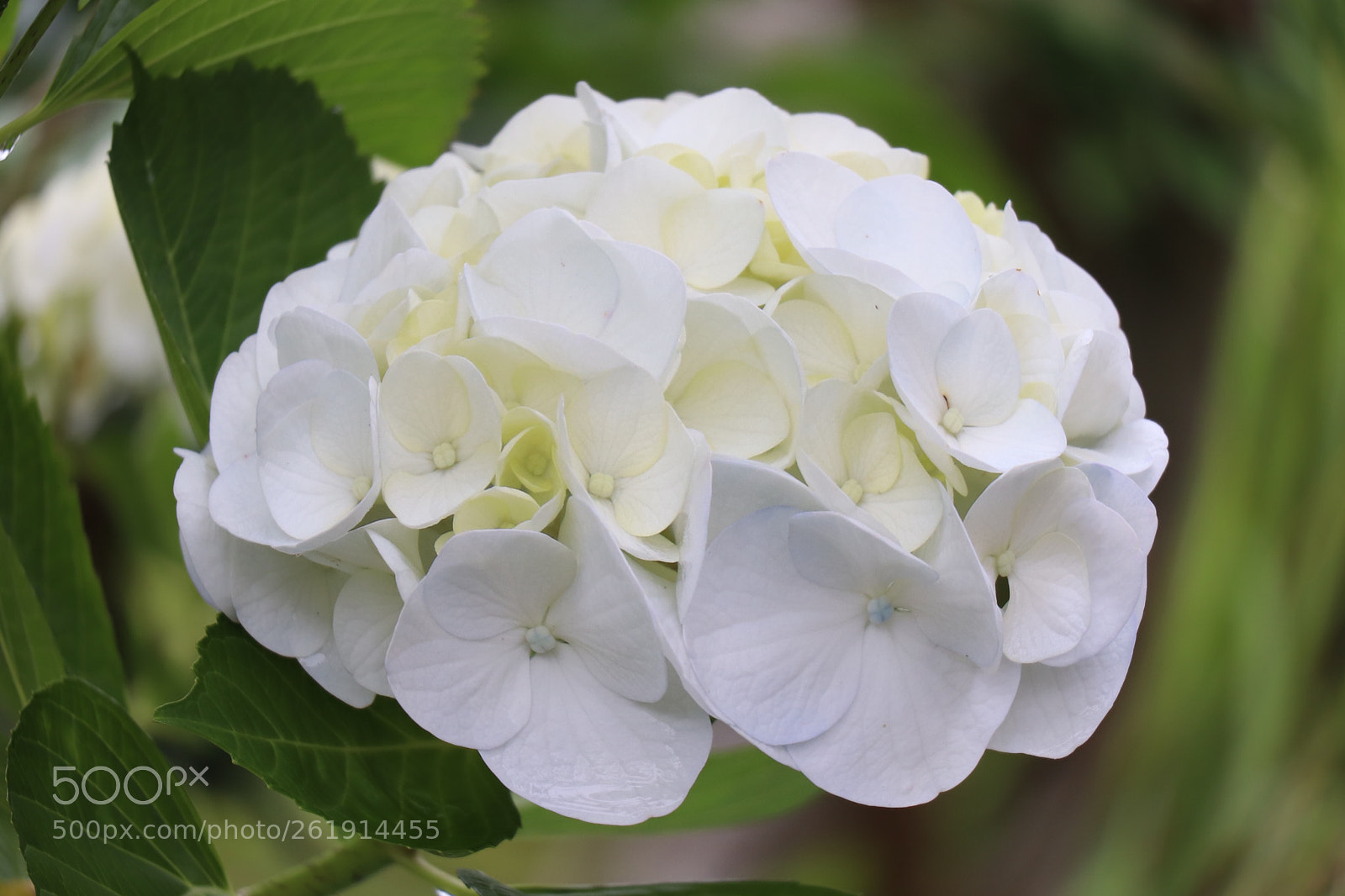 Canon EOS 77D (EOS 9000D / EOS 770D) sample photo. Hydrangea photography