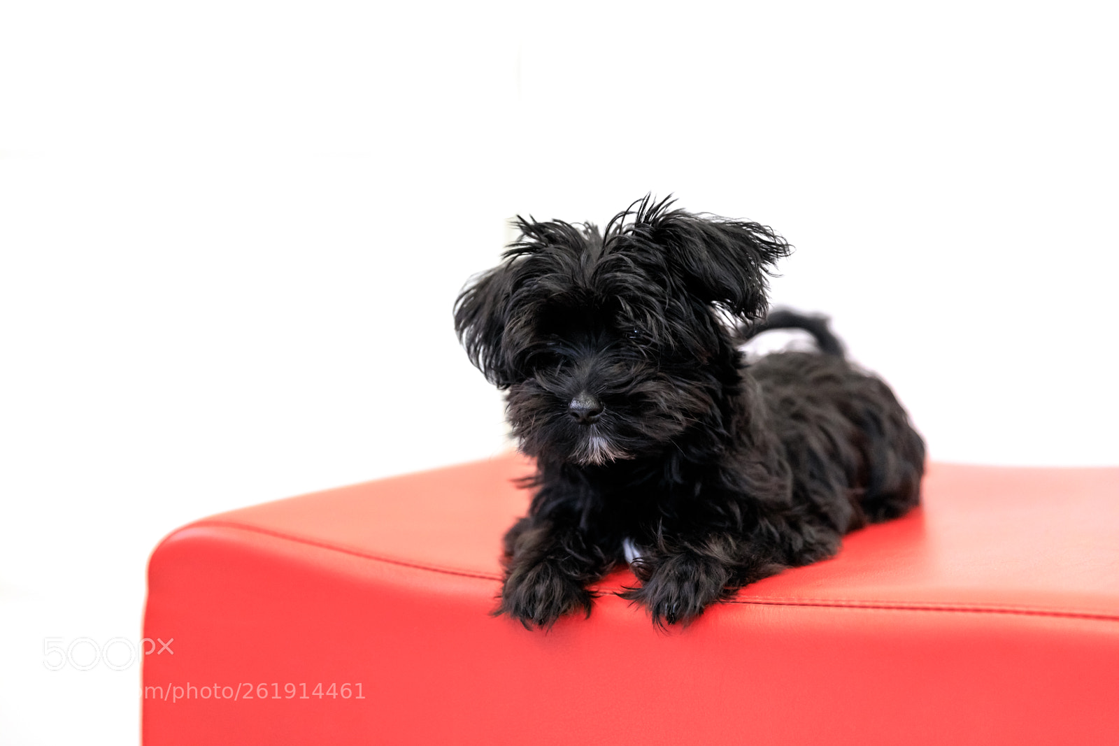 Canon EOS 5D Mark IV sample photo. Yorktese puppy dog photography