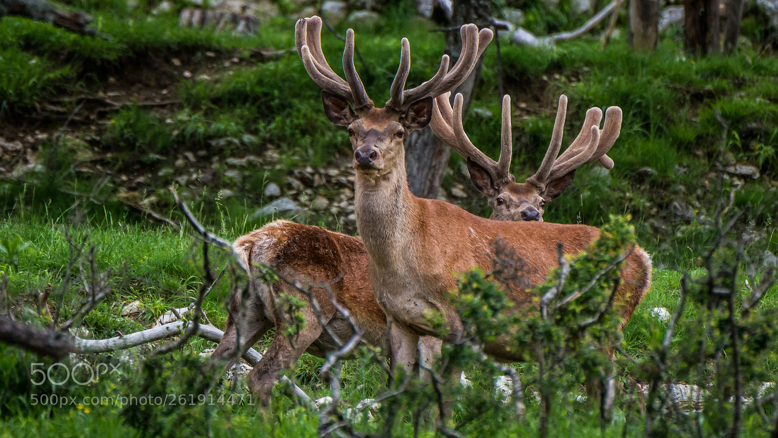 Nikon D7100 sample photo. Duo de cerfs photography