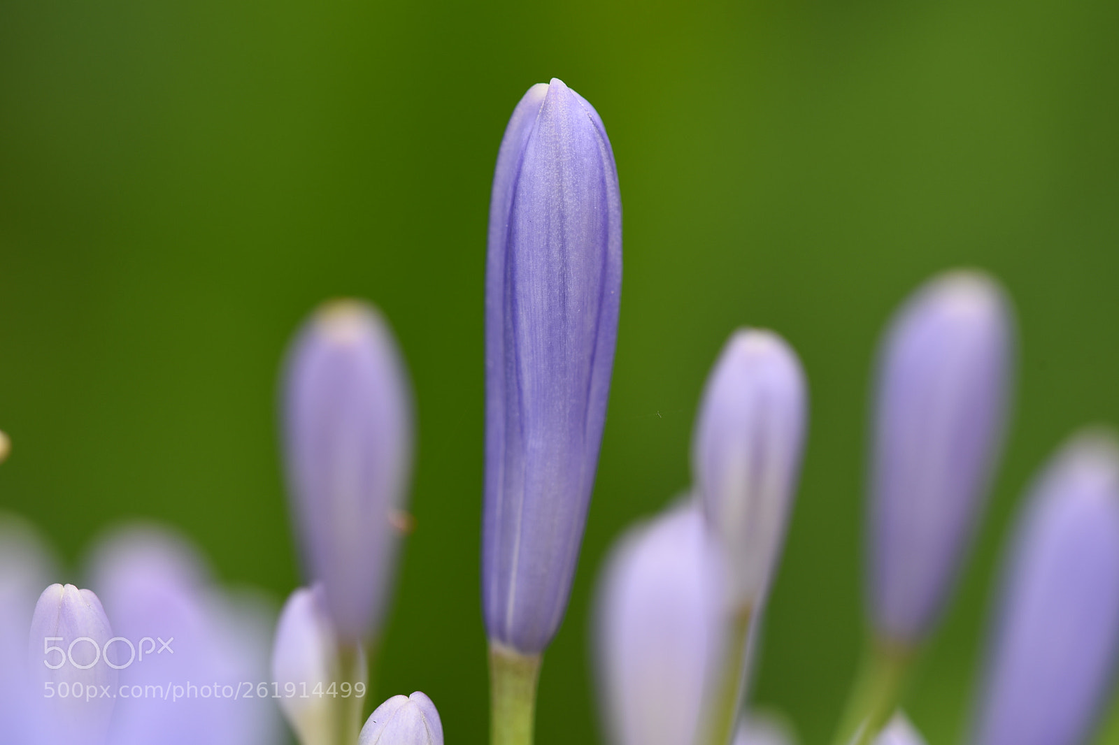 Nikon AF Micro-Nikkor 200mm F4D ED-IF sample photo. Lily bud photography